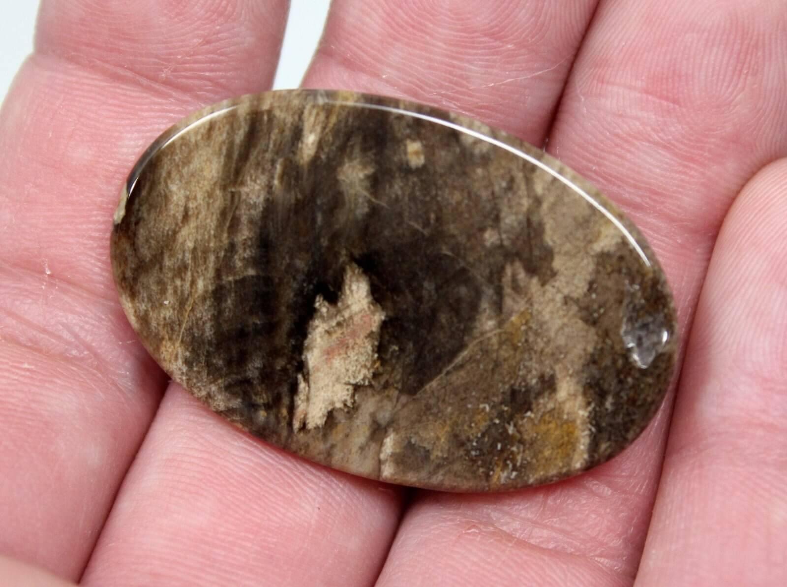 Texas Fossil Palm Root Cabochon! Lapidary Stone Cab! - LapidaryCentral