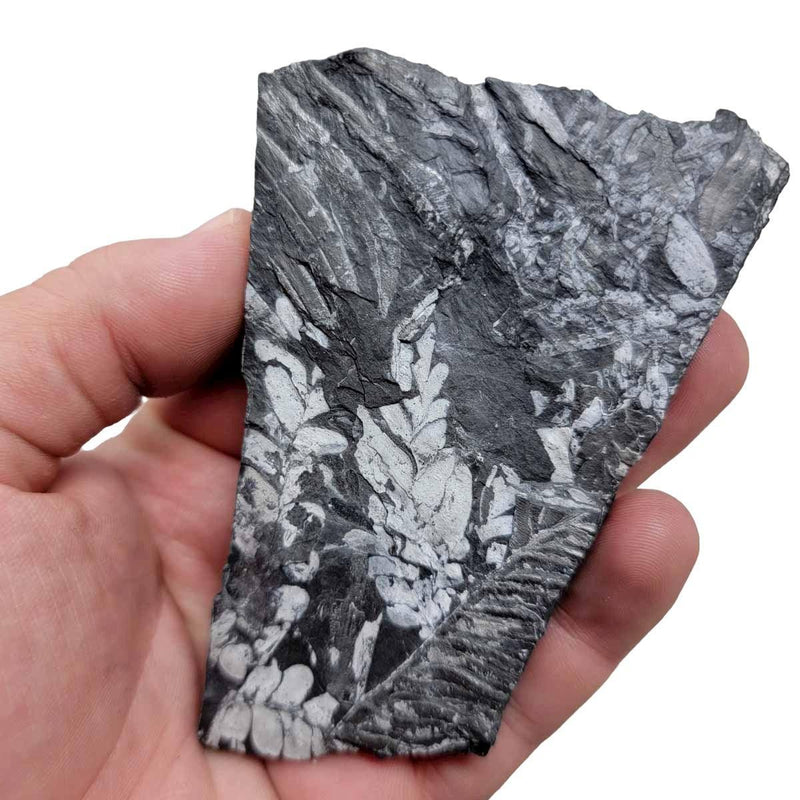 St. Clair Plate Fossil Fern Display Specimen!  Rare Natural Fossil! - LapidaryCentral