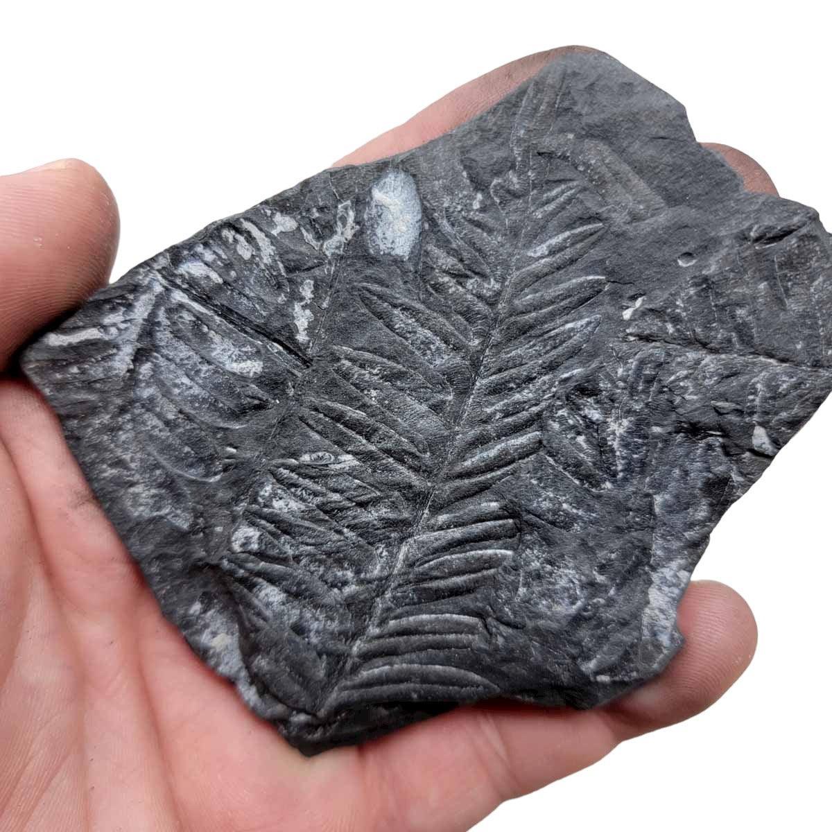 St. Clair Plate Fossil Fern Display Specimen!  Rare Natural Fossil! - LapidaryCentral