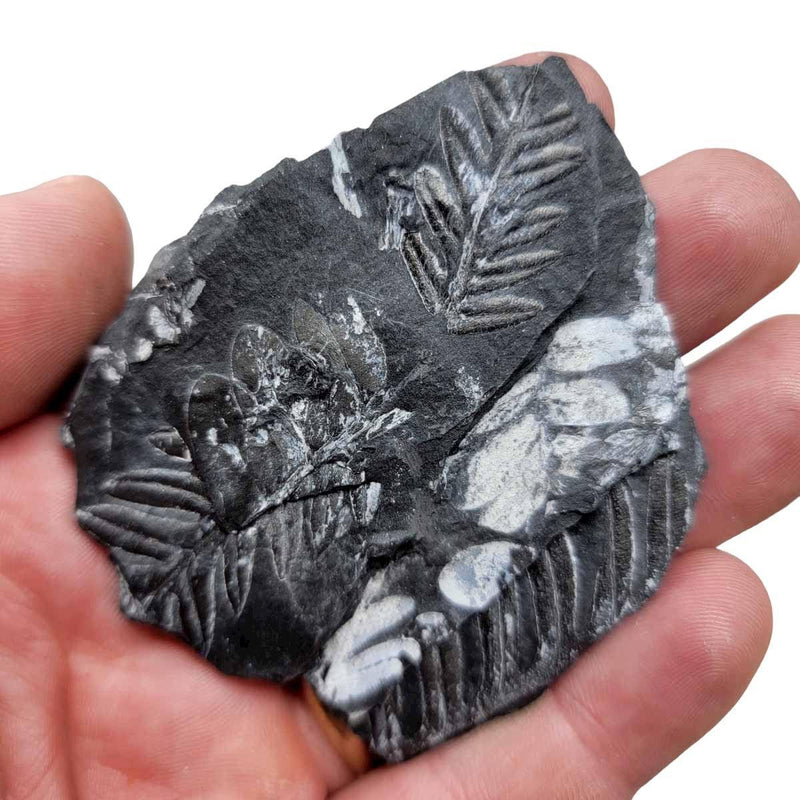 St. Clair Plate Fossil Fern Display Specimen!  Rare Natural Fossil! - LapidaryCentral
