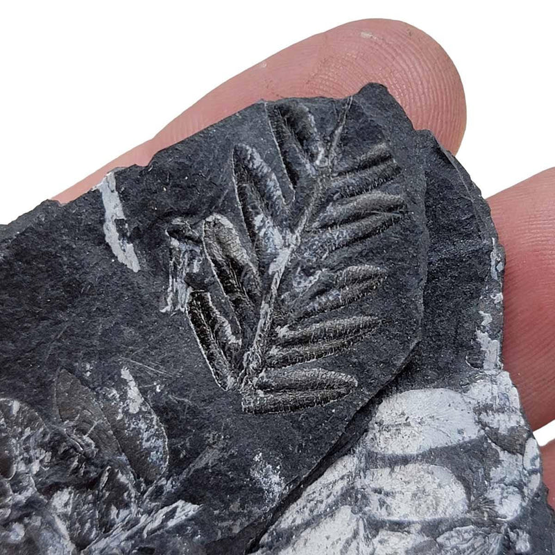 St. Clair Plate Fossil Fern Display Specimen!  Rare Natural Fossil! - LapidaryCentral