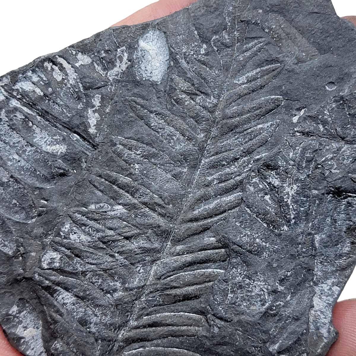 St. Clair Plate Fossil Fern Display Specimen!  Rare Natural Fossil! - LapidaryCentral