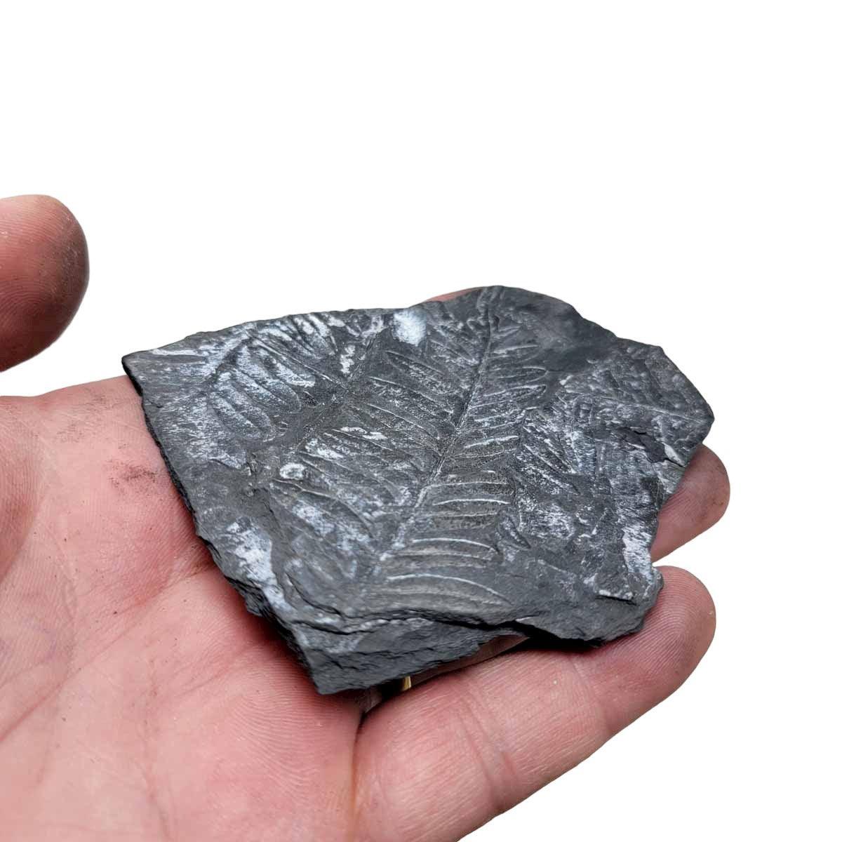 St. Clair Plate Fossil Fern Display Specimen!  Rare Natural Fossil! - LapidaryCentral