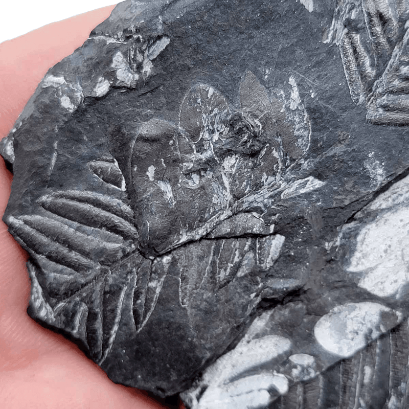 St. Clair Plate Fossil Fern Display Specimen!  Rare Natural Fossil! - LapidaryCentral