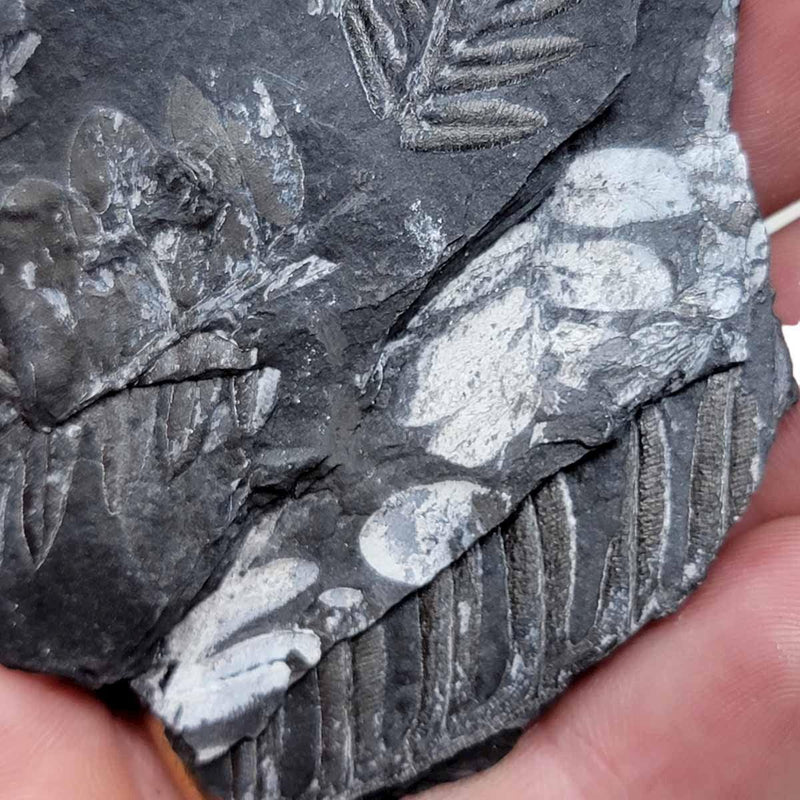 St. Clair Plate Fossil Fern Display Specimen!  Rare Natural Fossil! - LapidaryCentral
