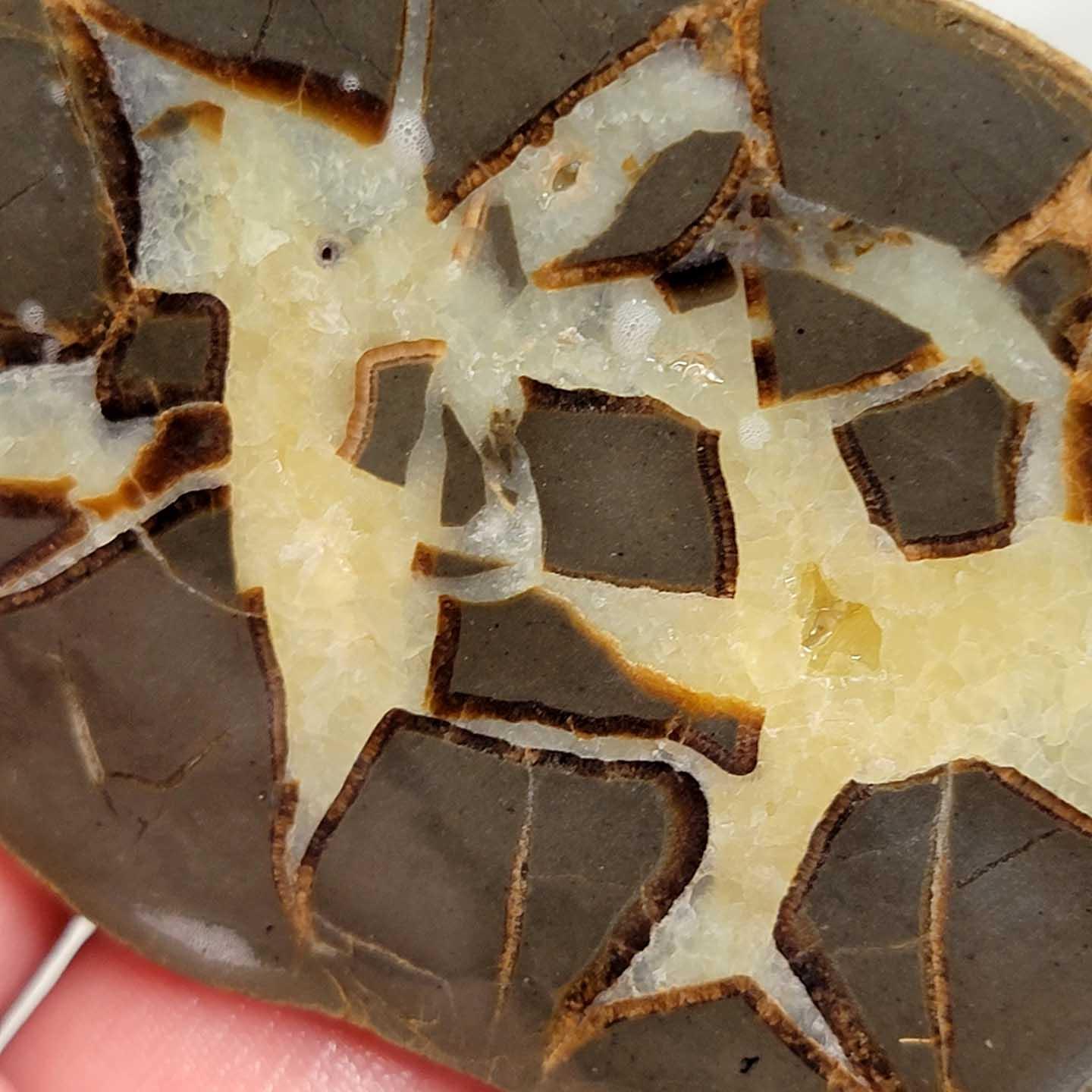 Septarian Nodule Slab!  Lapidary Stone Slab! - LapidaryCentral