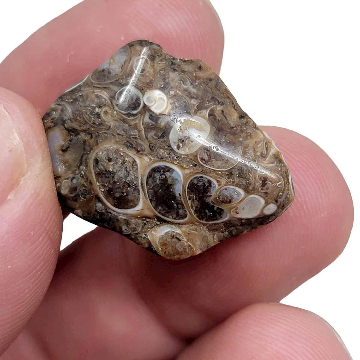 Fossil Turritella Agate Tumbled Polished Pocket Stones! 200 grams! - LapidaryCentral