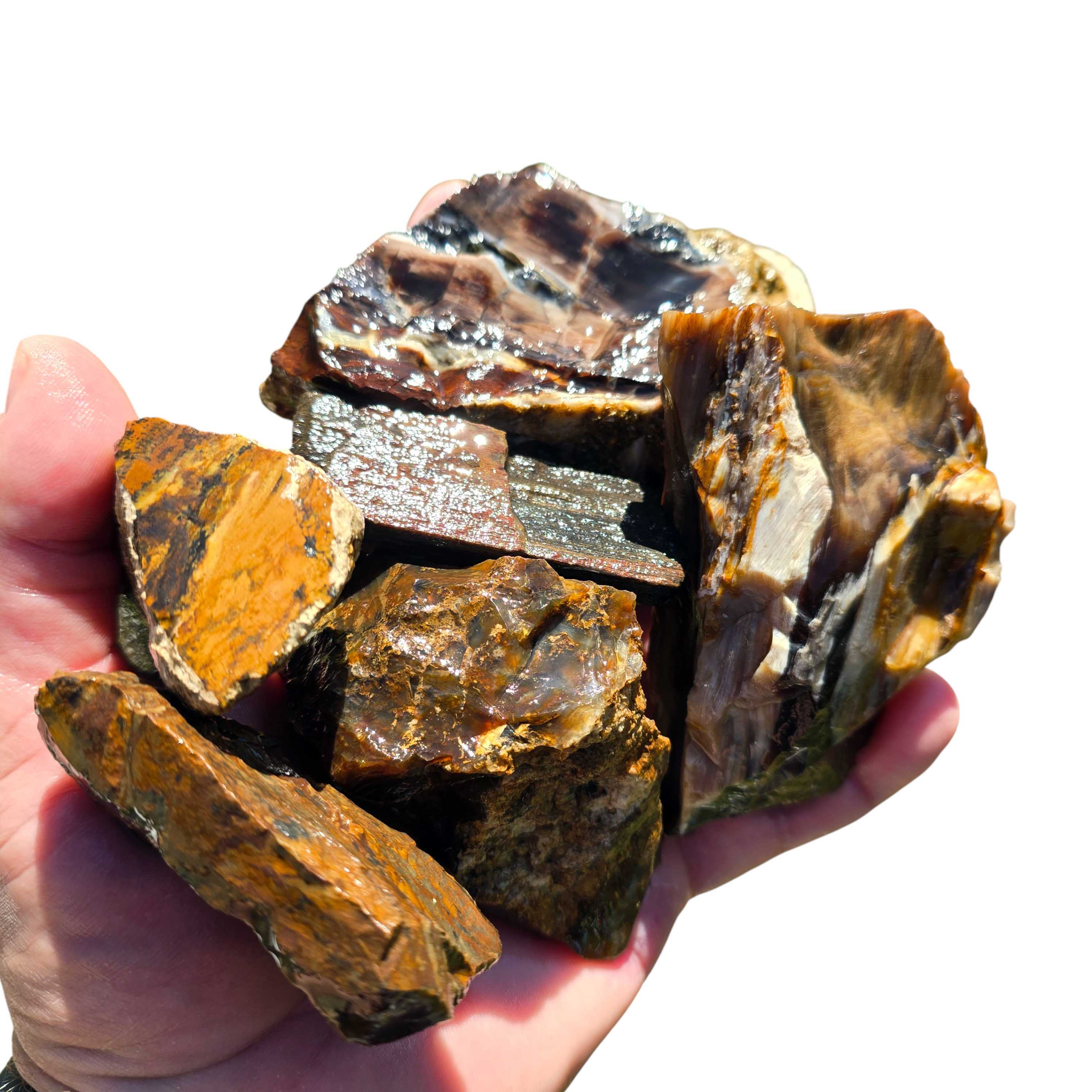 Pacific Northwest Petrified Wood Tumbling-Trimmer Sized Rough Specimen #8568411783402-15