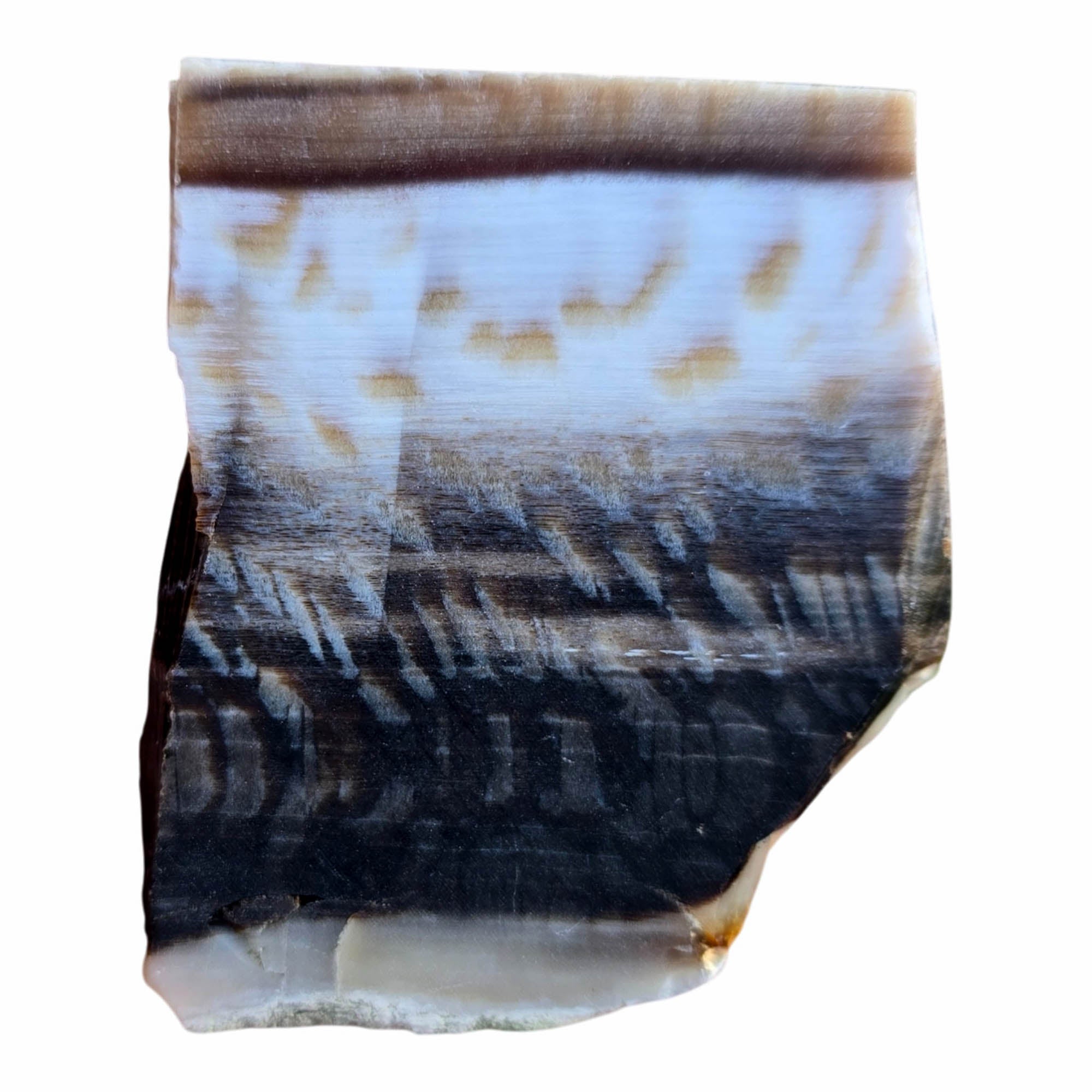 Badger Pocket Petrified Wood Slab Dry – Sycamore Yin Yang Black White! #3799-Photo5