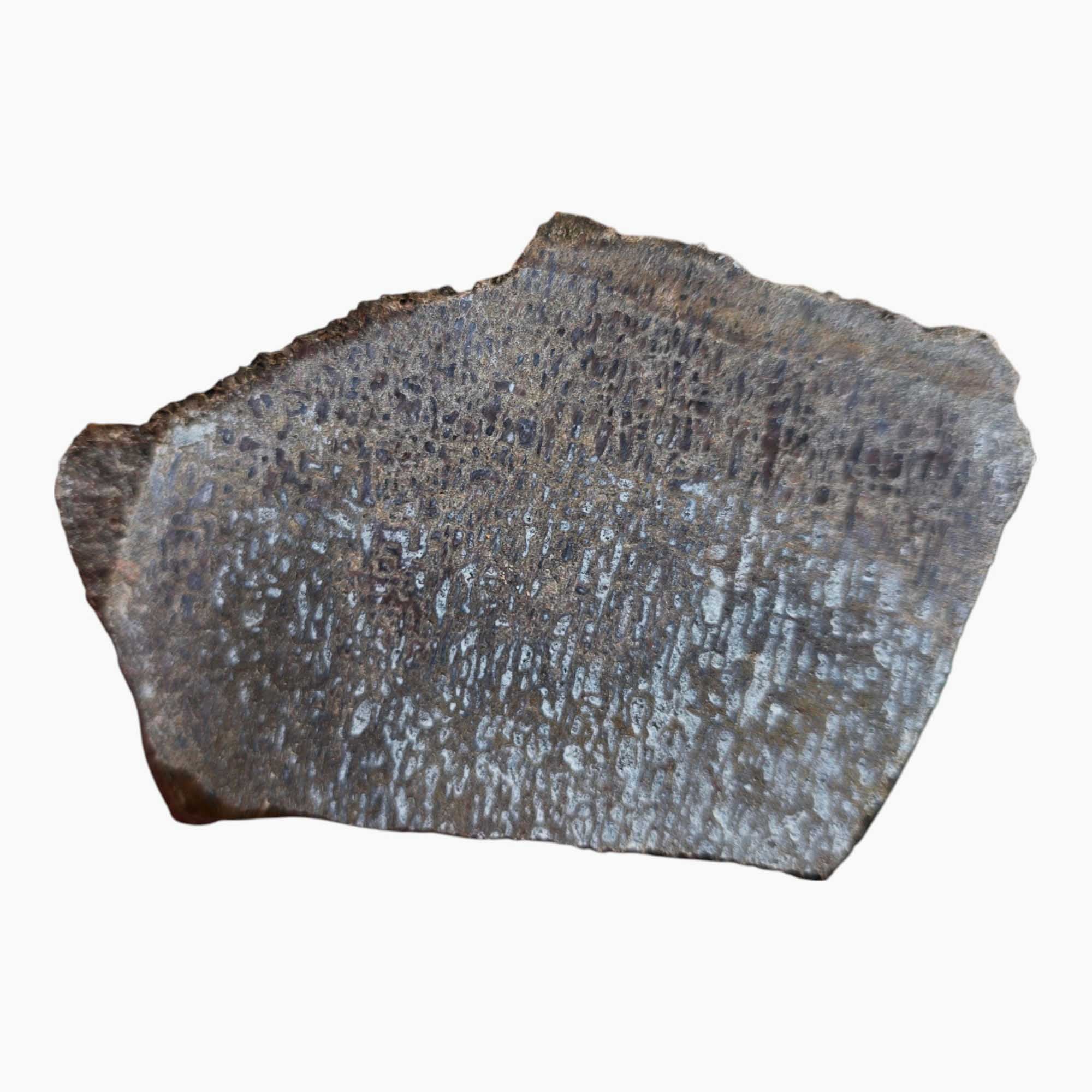 Dinosaur Bone Slab Dry – Authentic Gem Fossil Natural Surface #3516-Photo4