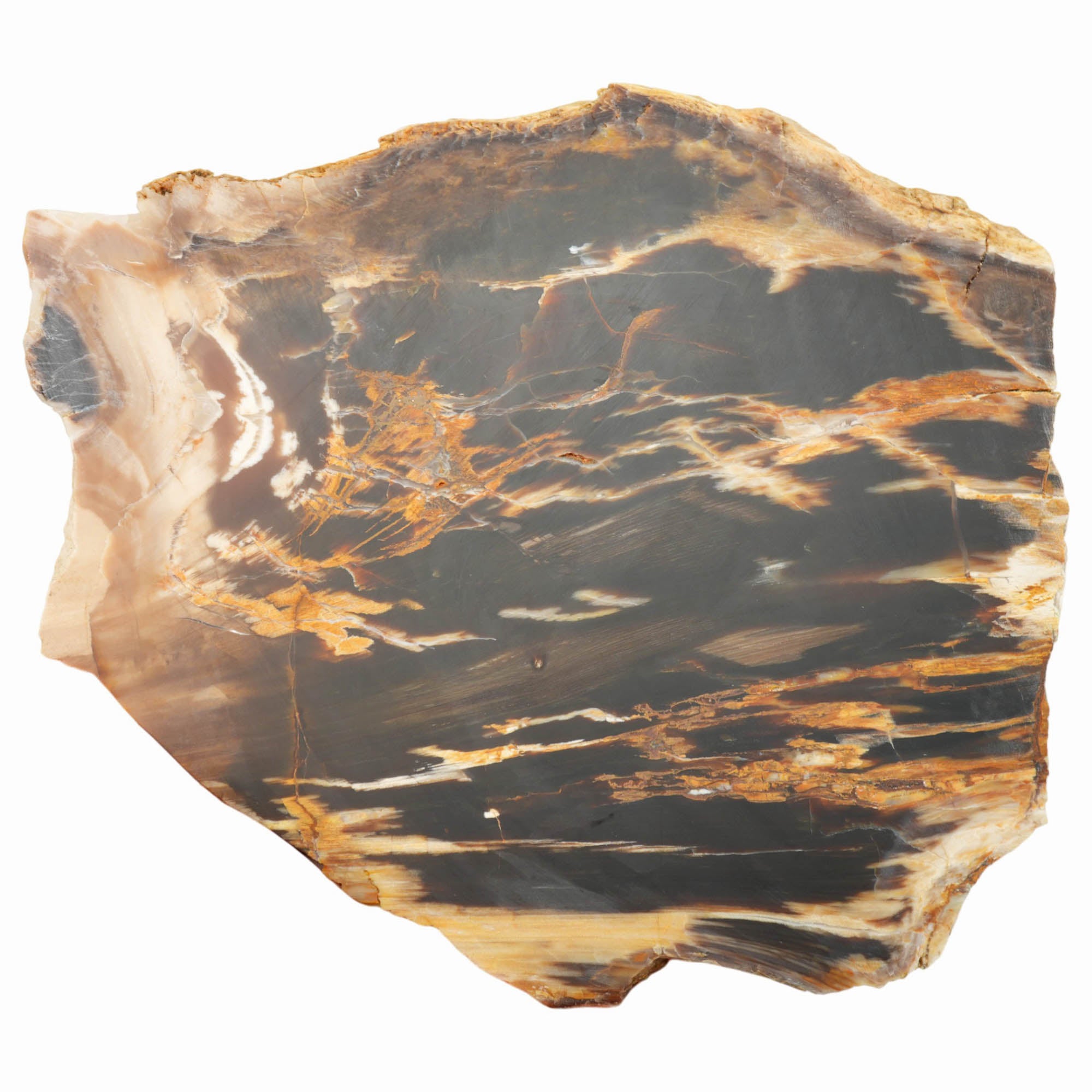 Badger Pocket Petrified Wood Slab Dry – Smoky Tones Natural Surface #4026-7