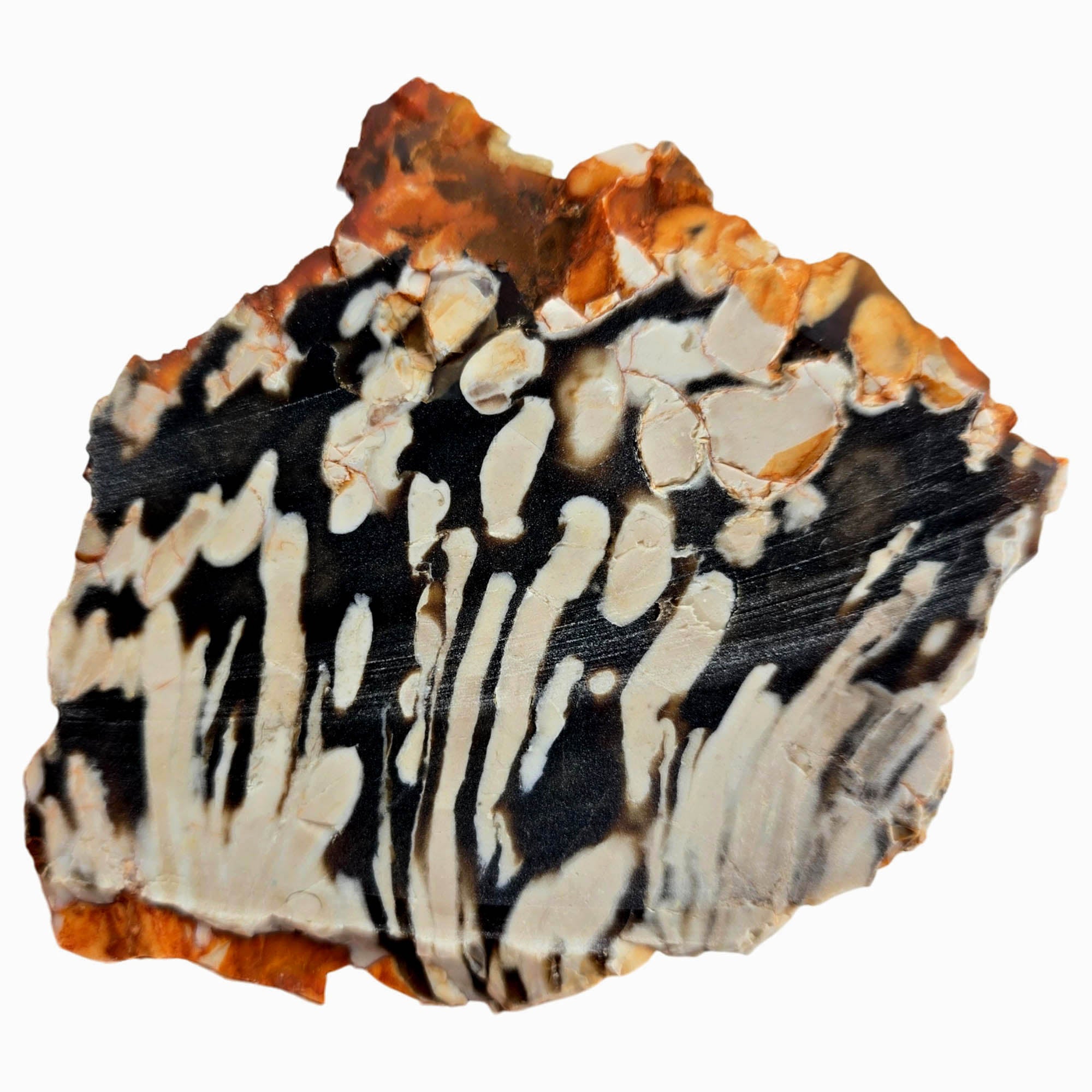 Peanut Wood Petrified Wood Slab Dry – Teredo Shipworm Fossil! #3889-Photo6