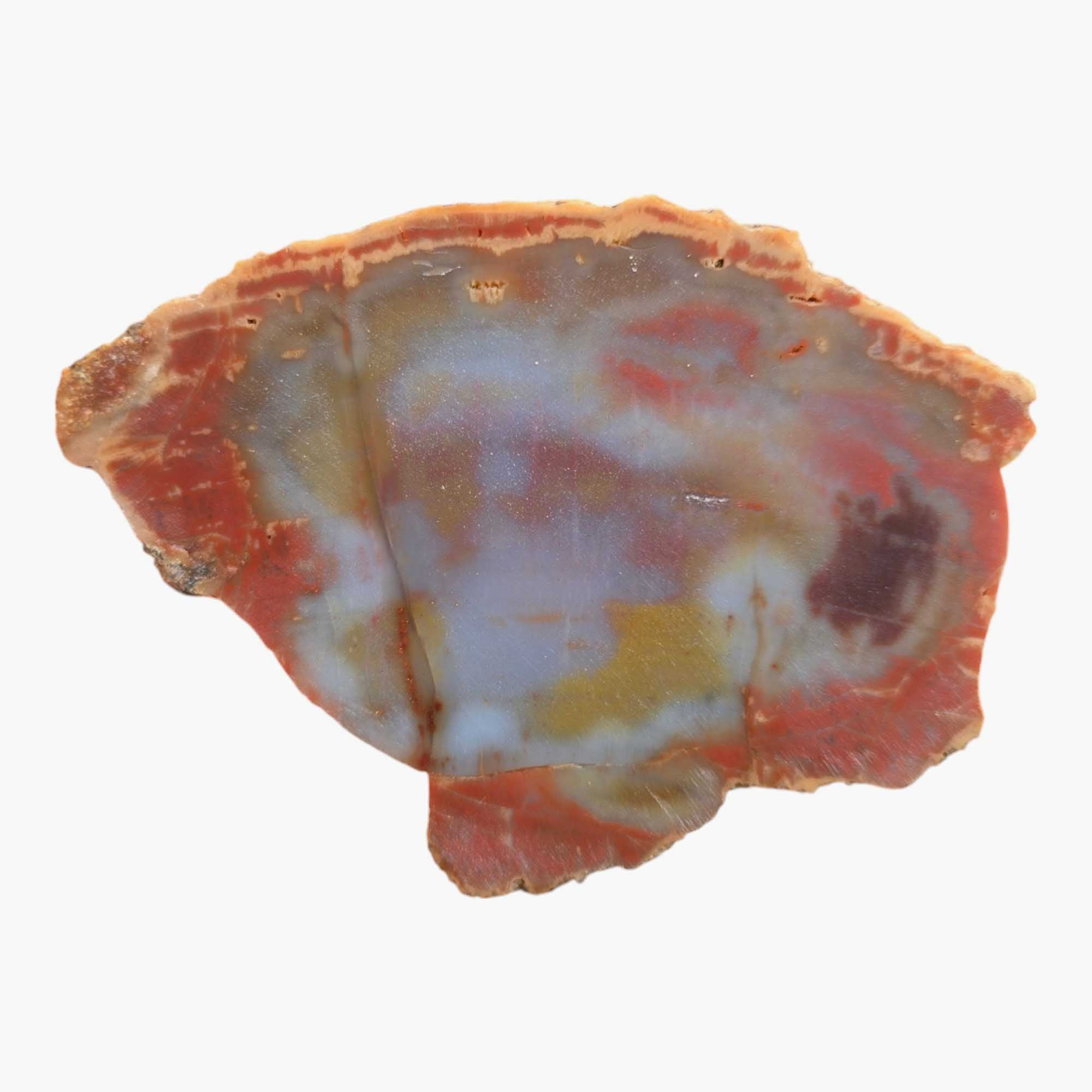 Arizona Rainbow Petrified Wood Slab Dry – Vivid Rainbow Hues Fossil #3547-Photo3