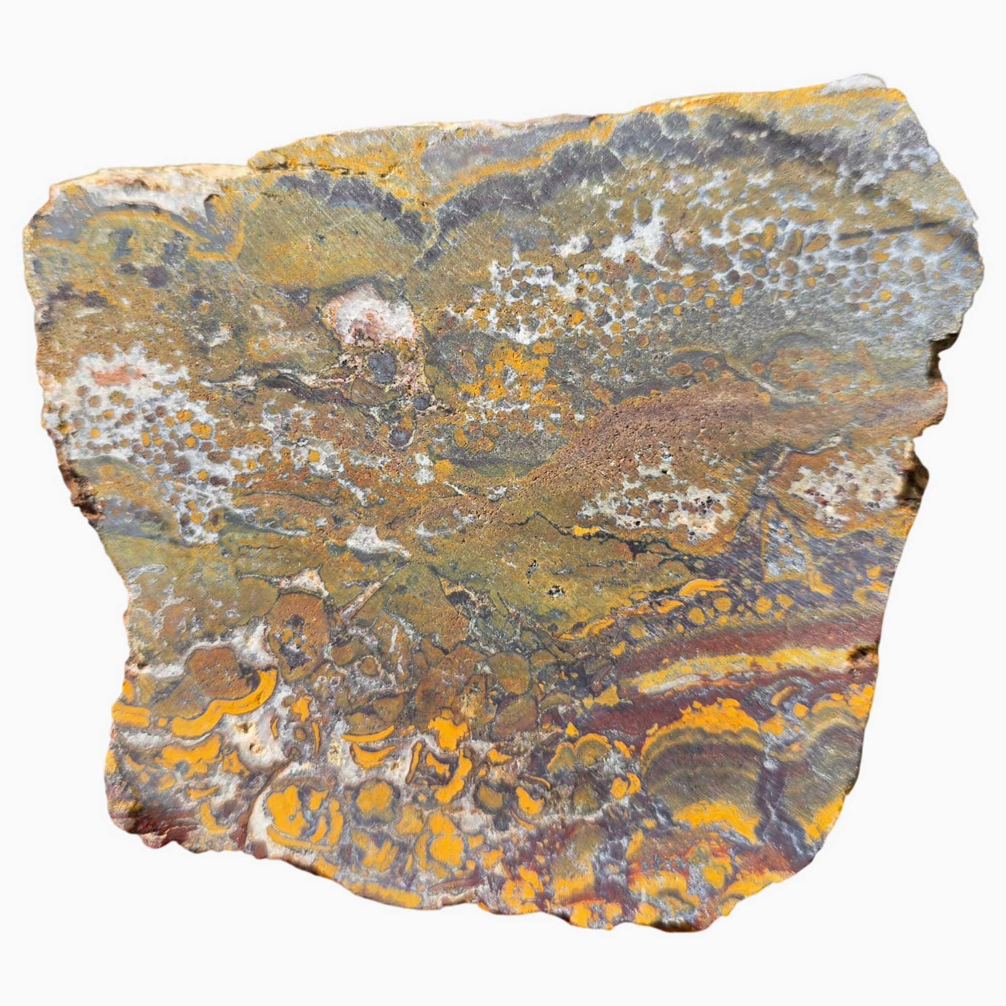 Apple Valley Jasper Slab – Stromatolite Brecciation – Sahara Desert Fossil