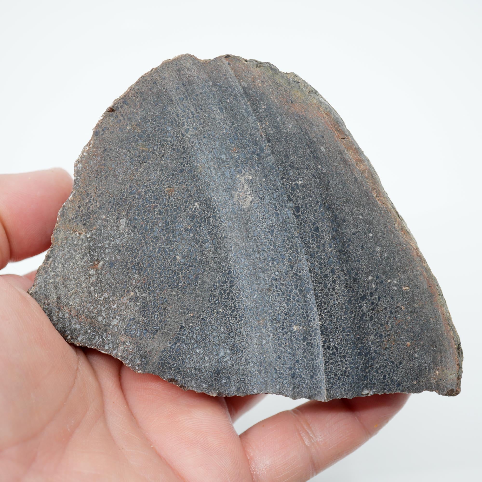 Gem Dinosaur Bone Endcut - Defined Cell Pattern Calcite Bone