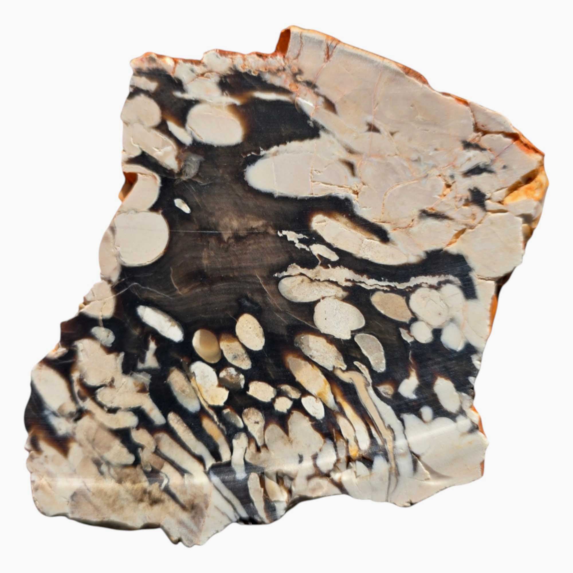 Fossil Peanut Wood Slab – Iconic Teredo Tunnel Pattern for Lapidary