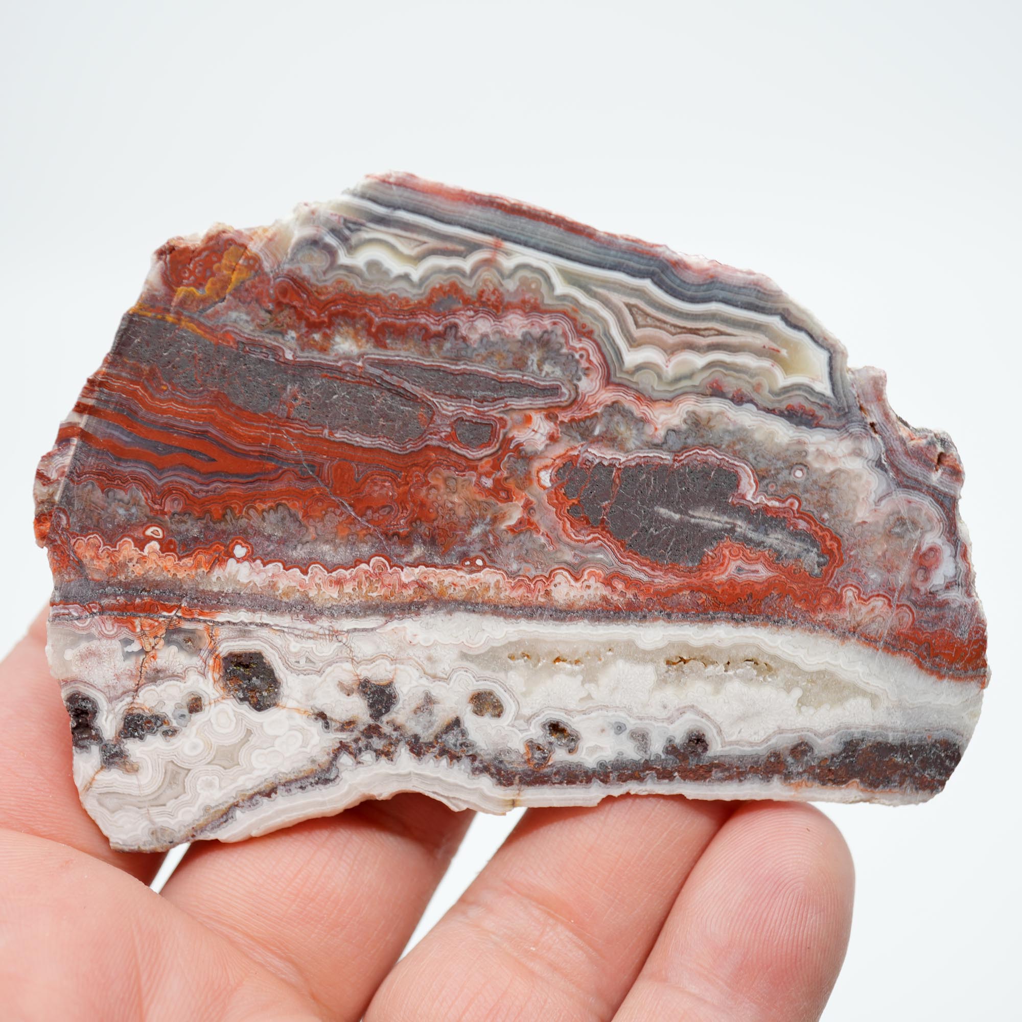 Laguna Lace Agate Endcut - Red Lace with Black Veining