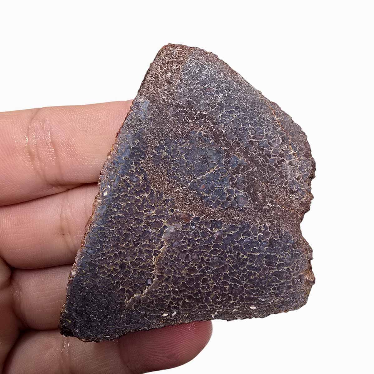 Gem Dinosaur Bone Slab Lapidary Stone Slice Cut Rock Dino Bone