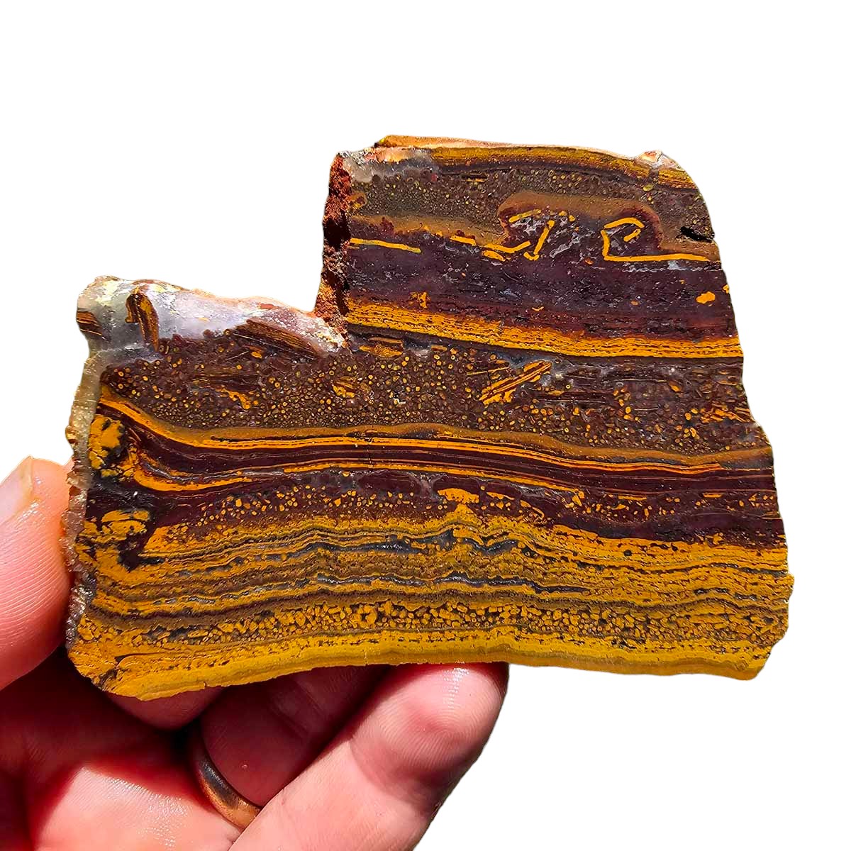 Apple Valley Jasper Slab!  Fossil Stromatolite Slab!