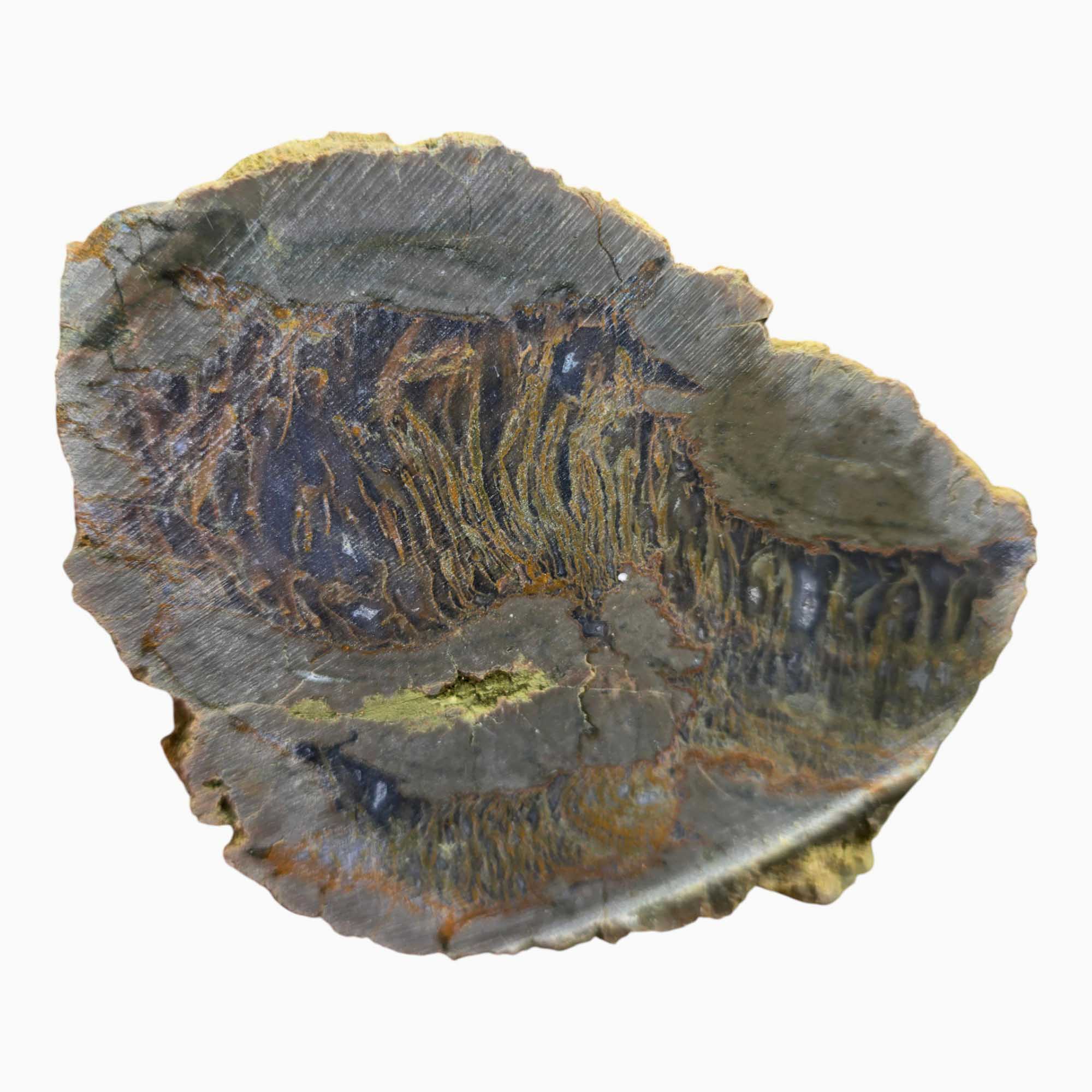 Priday Richardson Moss Bed Egg Rough Chunk Lapidary Stone Cut Face