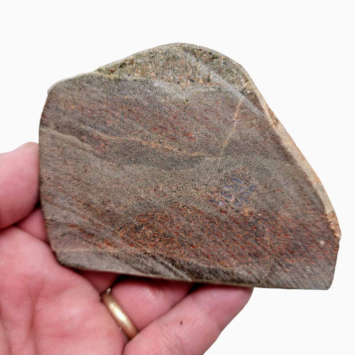 Gem Dinosaur Bone Slab!  Dino Bone Slab!