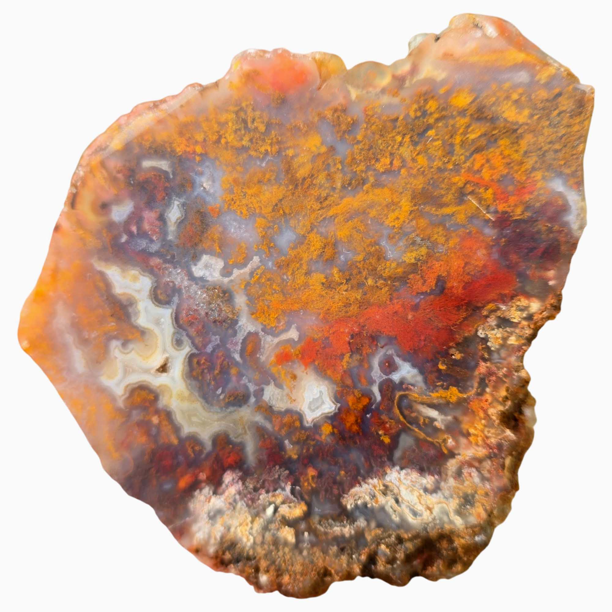 San Carlos Agate Slab – Bright Red Gold Orange Moss – Mexico High Contrast