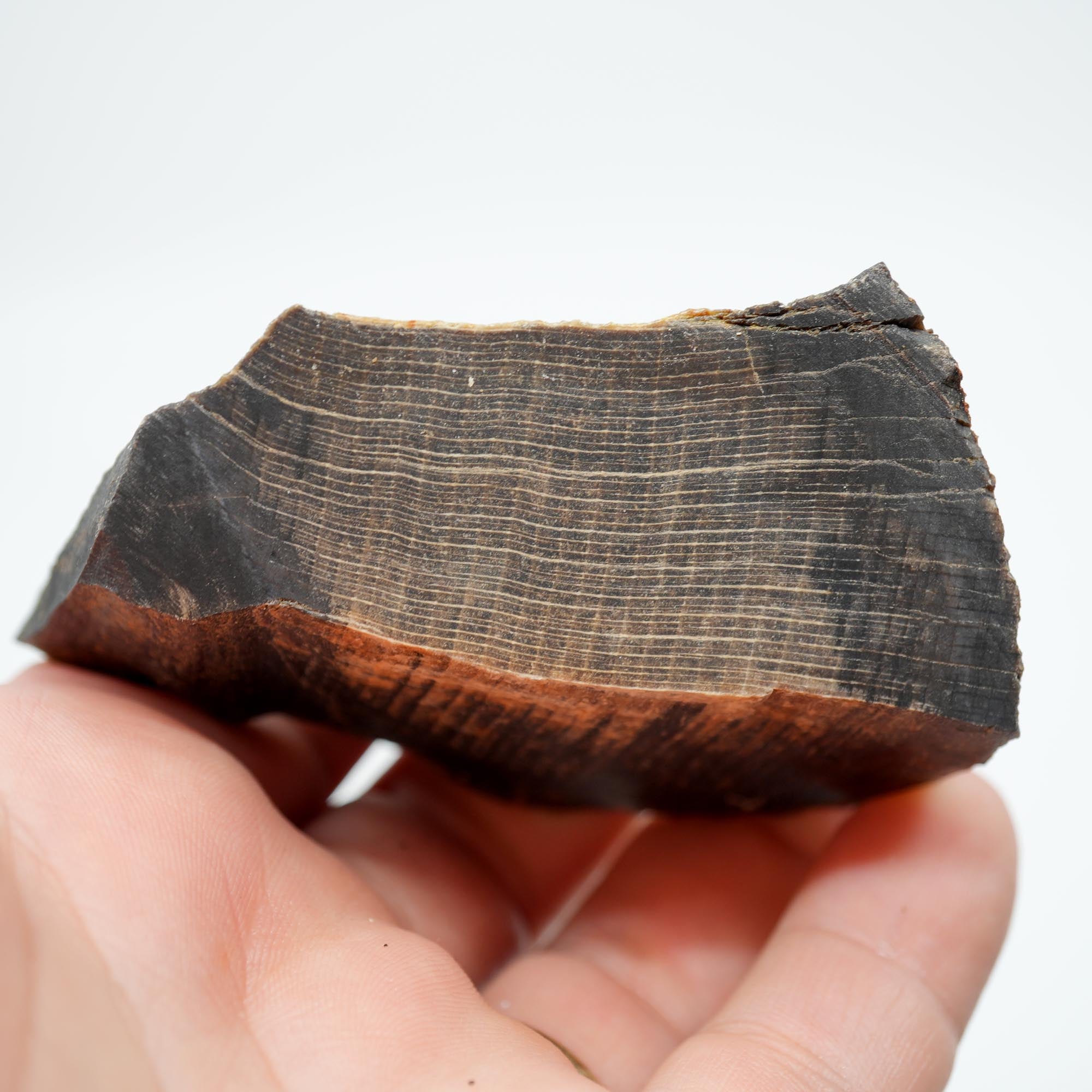 Mystery Petrified Wood Endcut - Black Based Pattern Old Stock