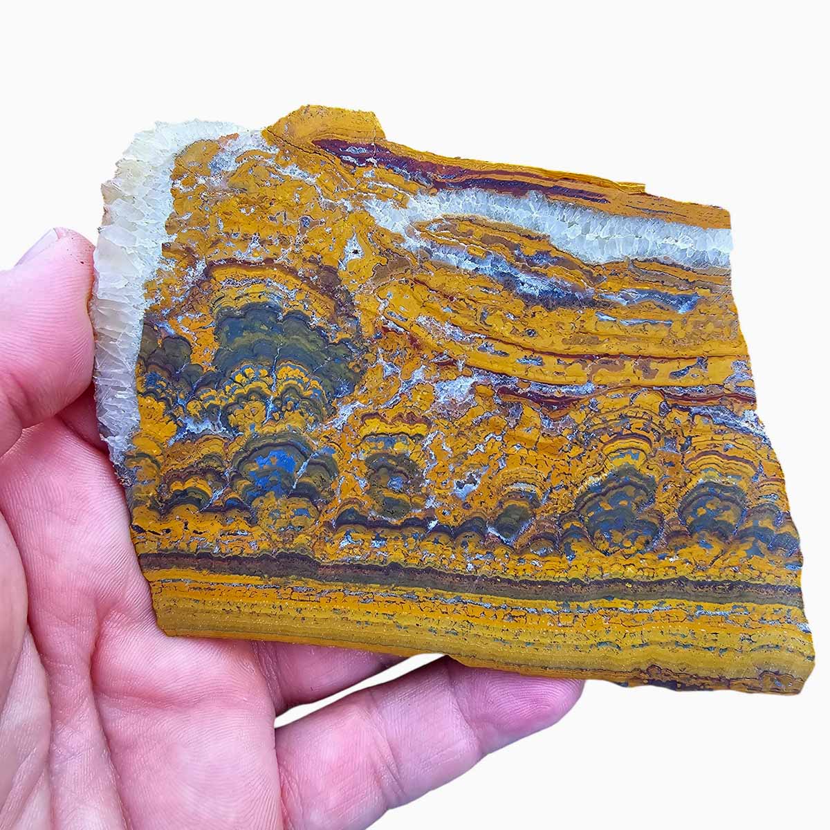 Apple Valley Jasper Slab  Fossil Stromatolite Slab