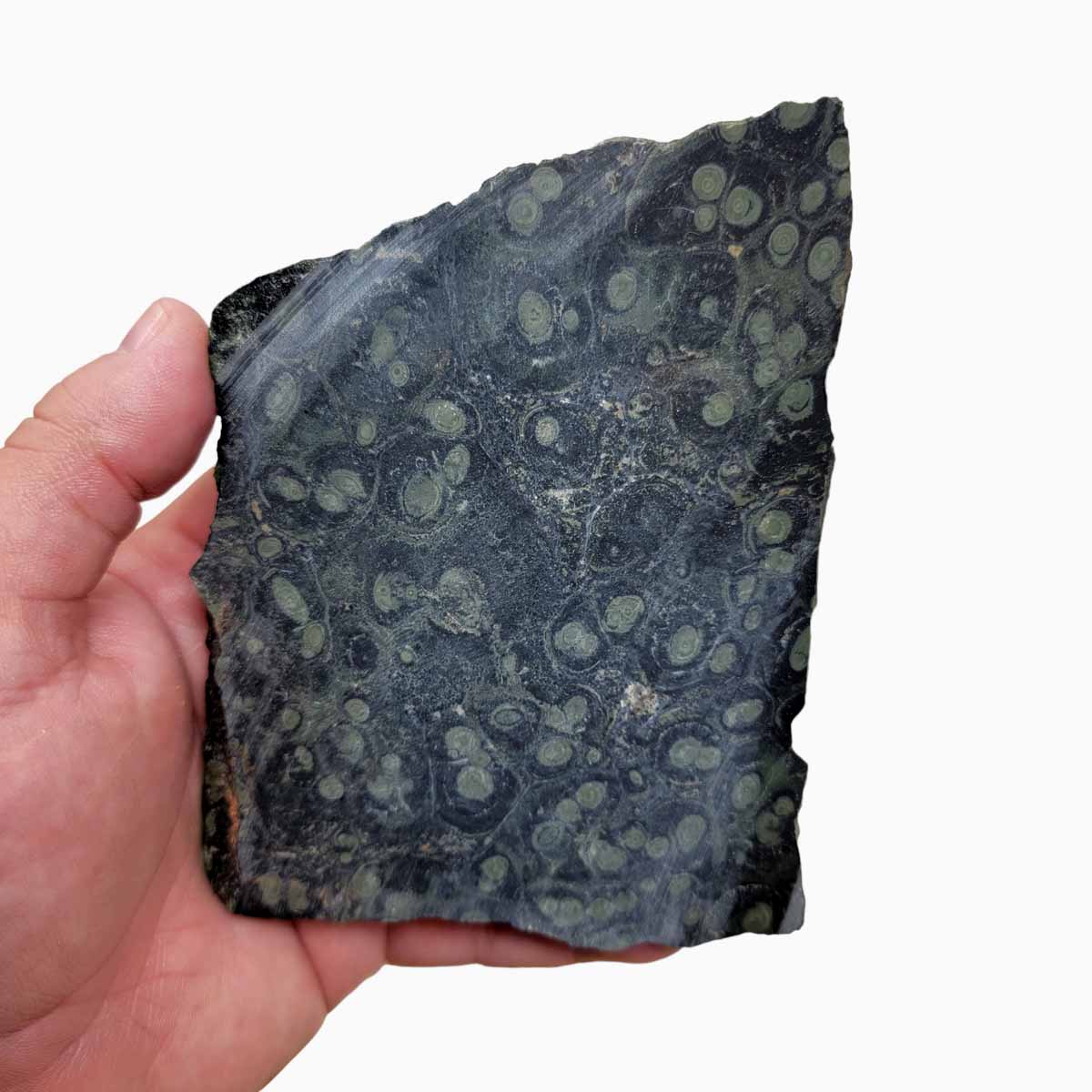 Kambaba Jasper Fossil Stromatolite Slab!  Lapidary Stone Slab!