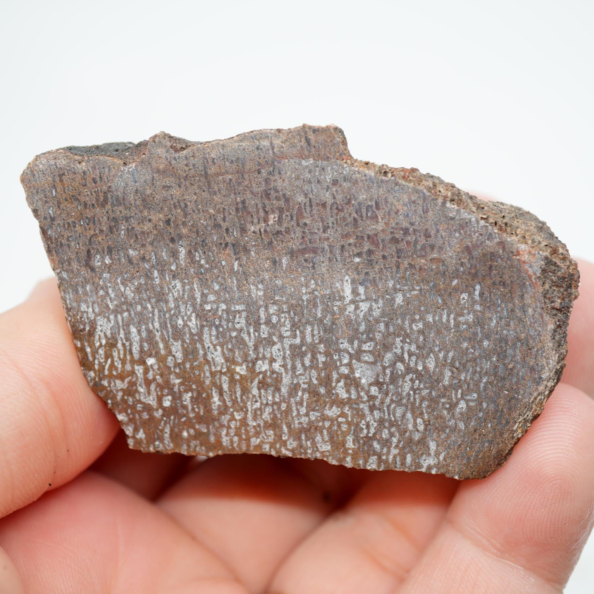 Gem Dinosaur Bone Cut and Proven - Well-Defined Cell Pattern Trimmer