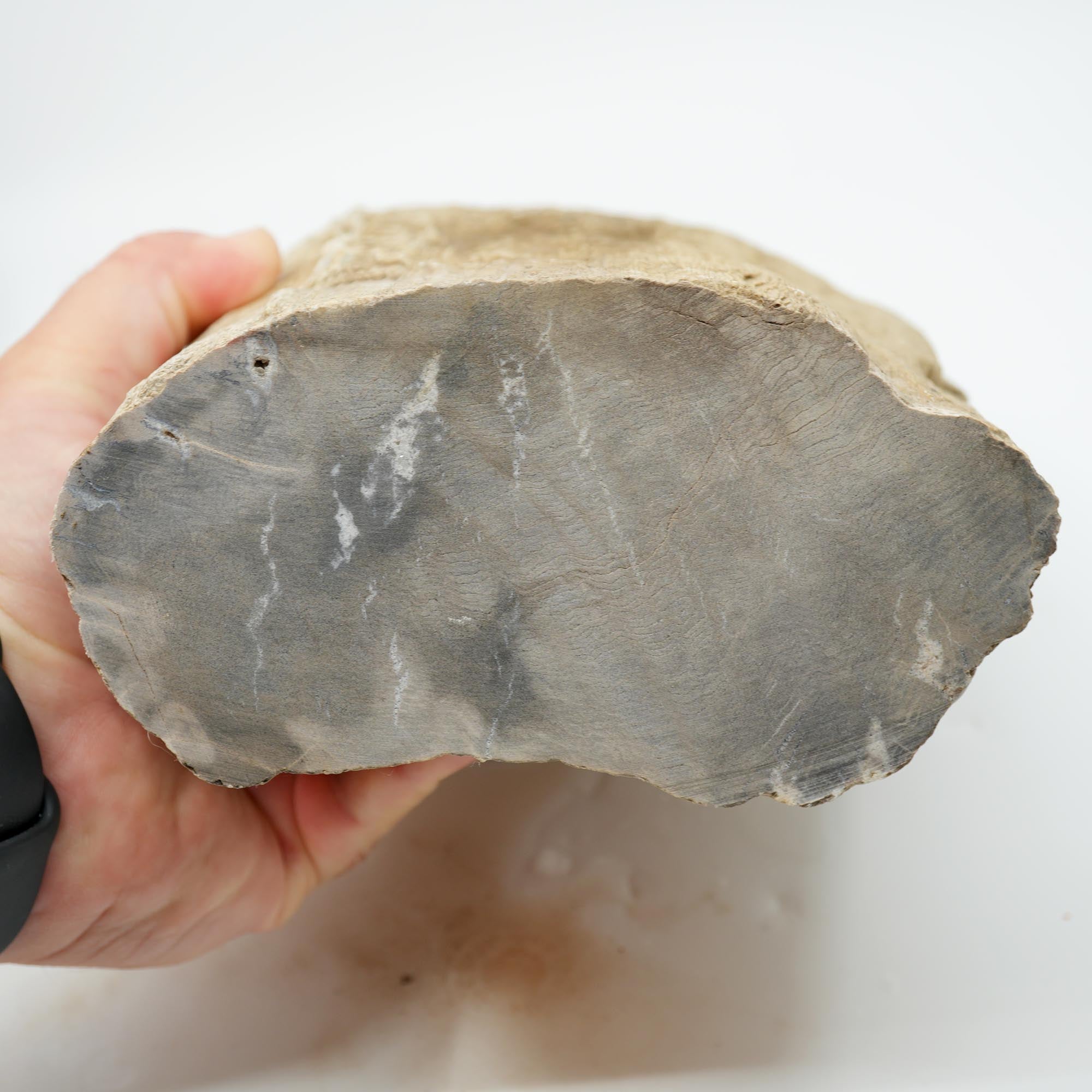 Prineville Herringbone Petrified Wood Rough - Sun Bleached Woodgrain