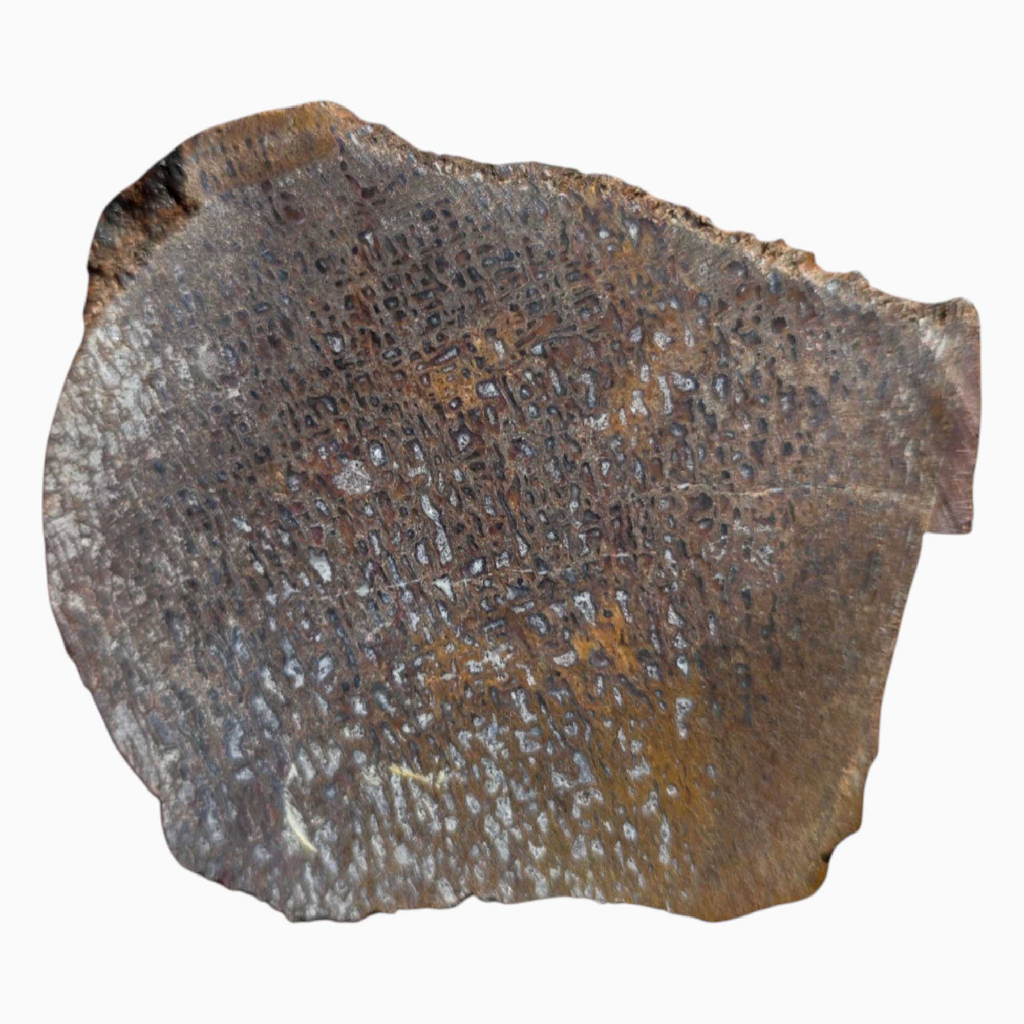 Gem Dinosaur Bone Slab Dry Utah Calcite-Filled Cell Structure Fossil #3583-4