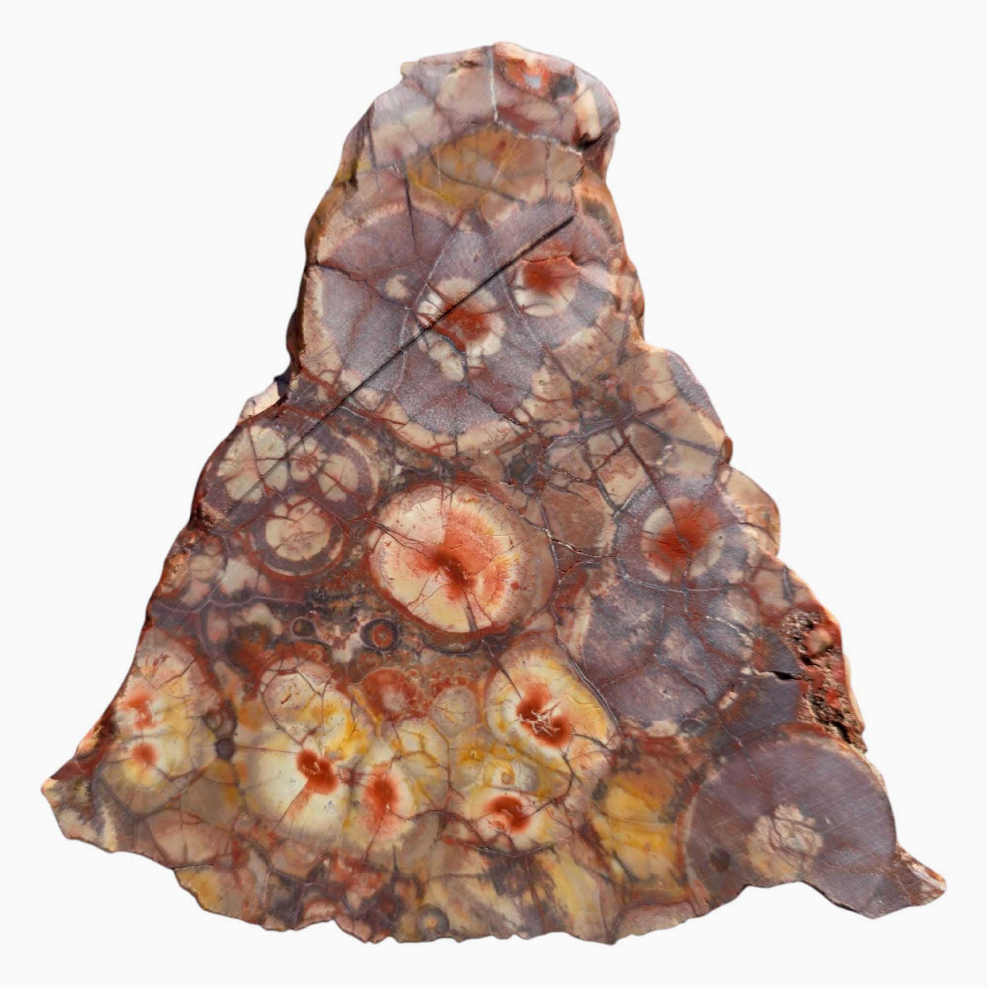 Old Stock Birdseye Rhyolite Slab – Triangular Cut with Pink & Purple Orbs