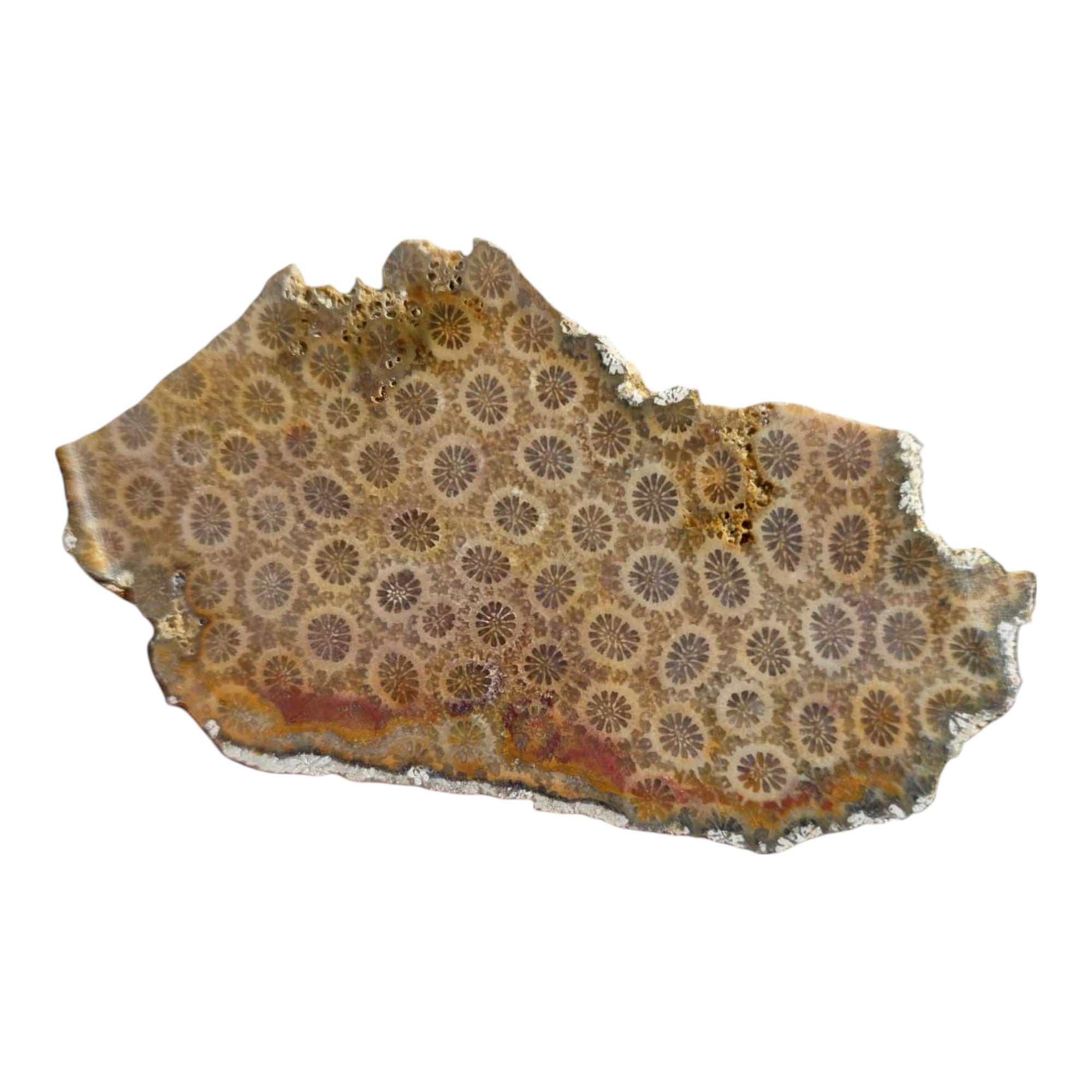 Indonesian Fossil Coral Slab Dry – Butterscotch with Red Banding Flowering Pattern #3562-Photo4