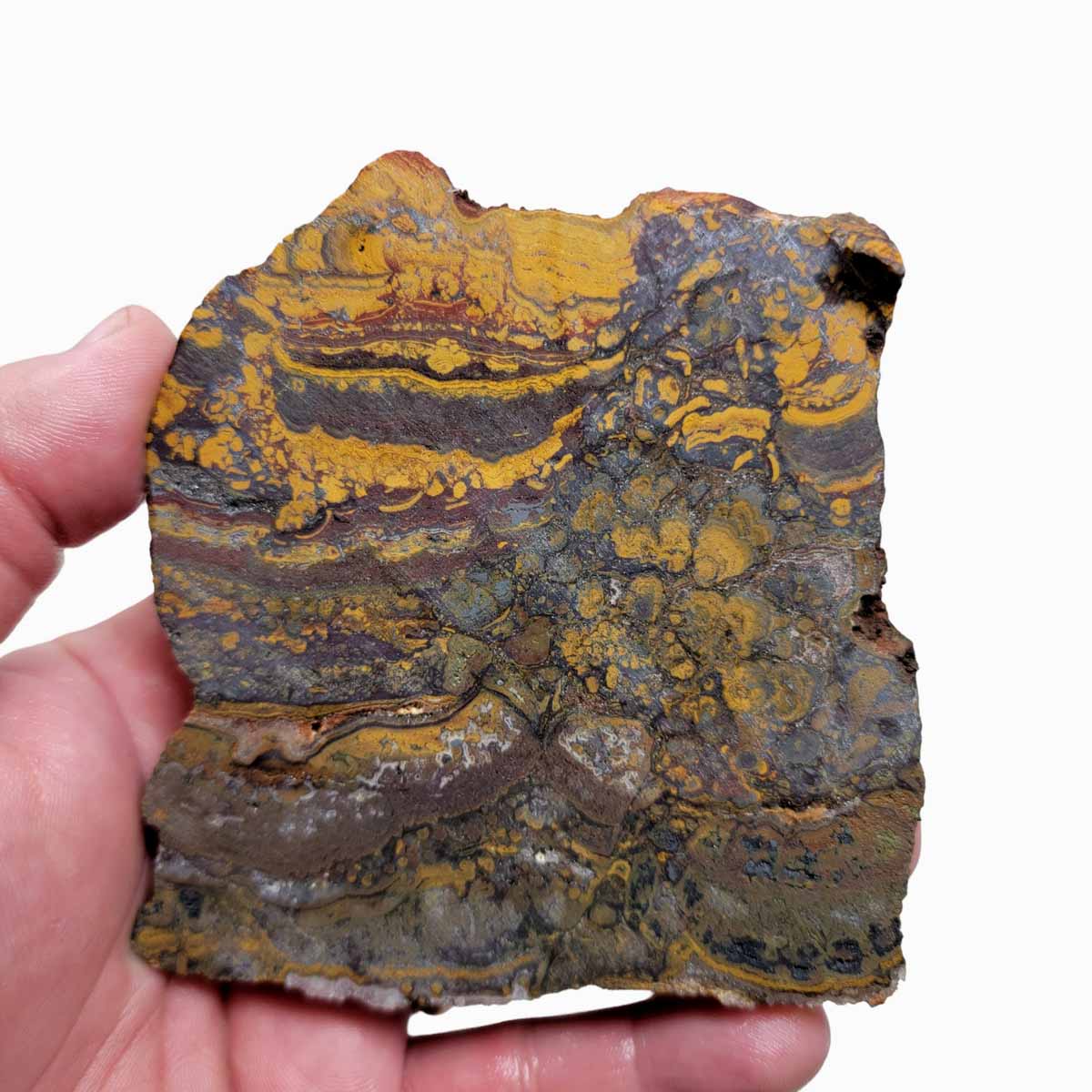 Apple Valley Jasper Slab!  Fossil Stromatolite Slab!