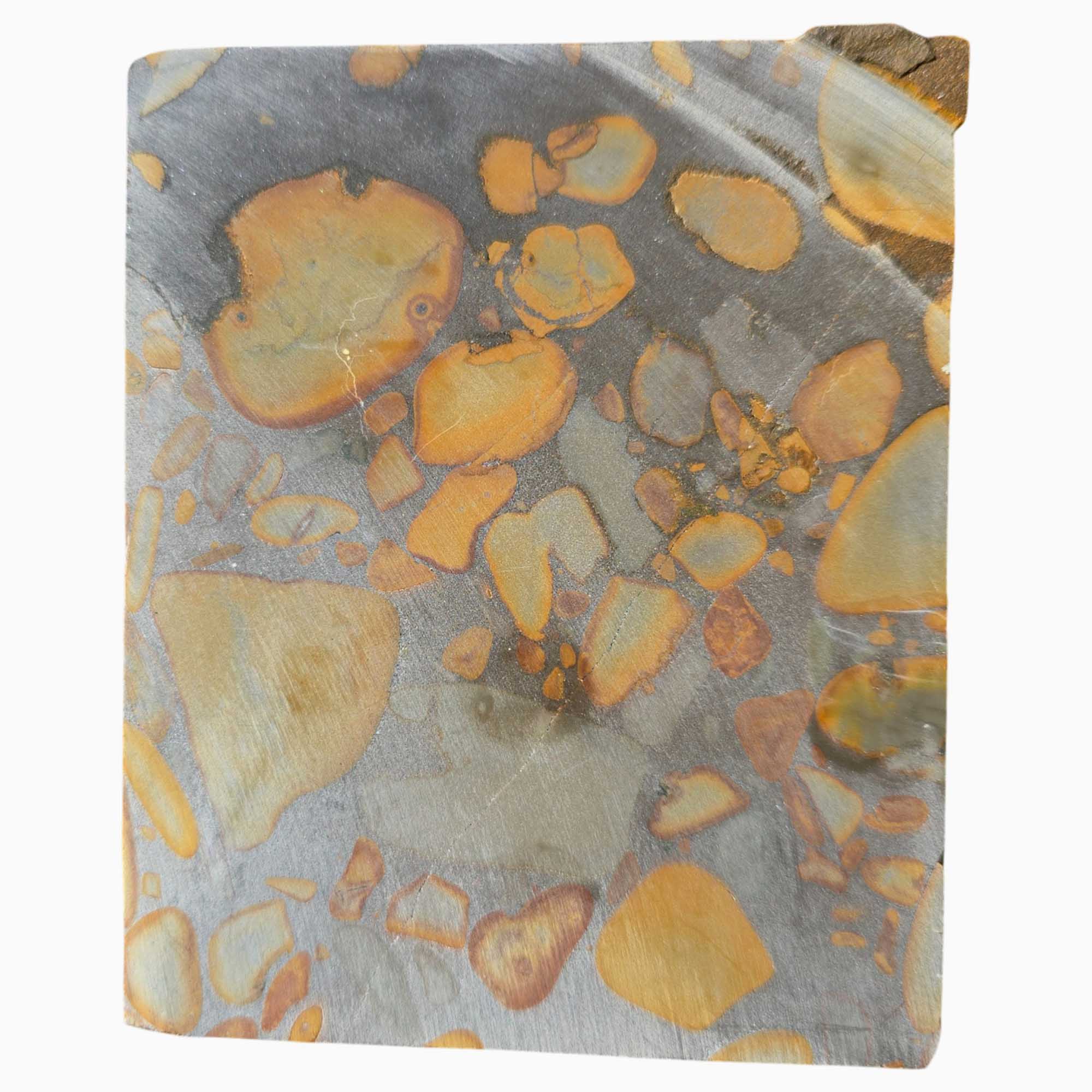 Bamboo Jasper Slab Indonesian Fossil Pattern with Organic Flow and Contrast