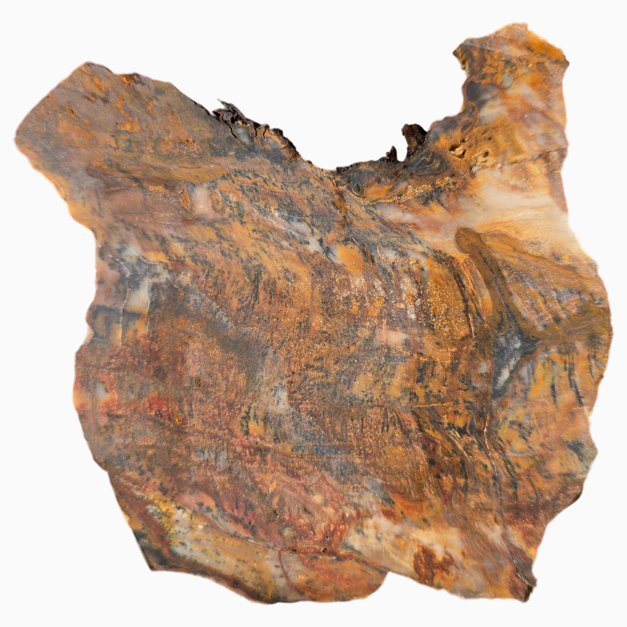 Saddle Mountain Petrified Wood Slab Dry – Black Dendrites Washington Fossil #3620-Photo6