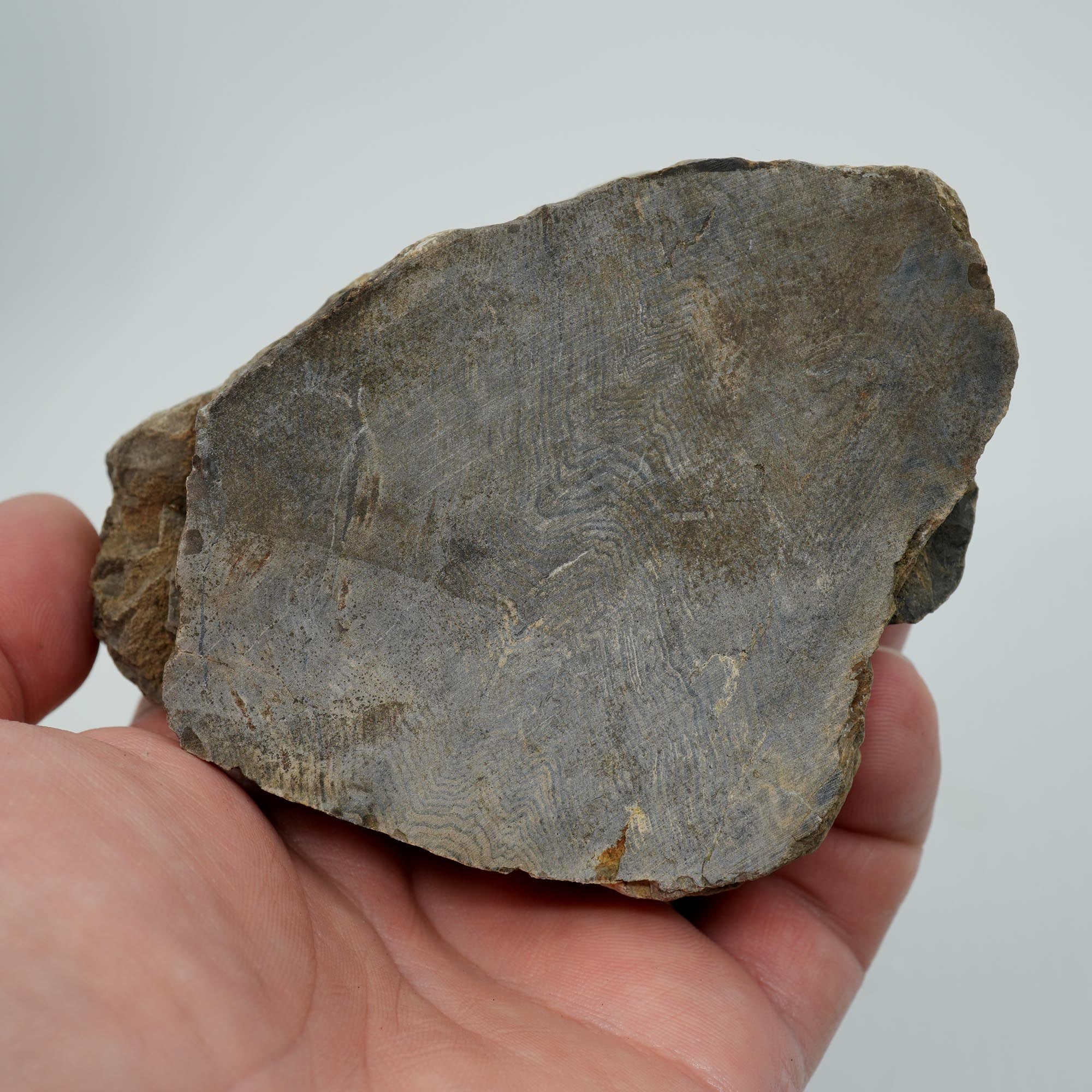 Prineville Herringbone Petrified Wood Cut and Proven - Black Herringbone Pattern