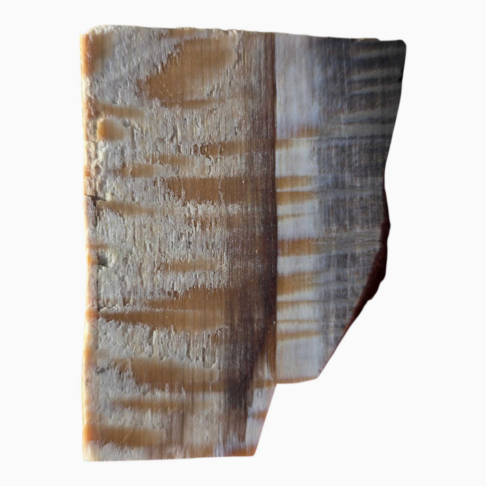 RARE Badger Pocket Petrified Wood Slab Lapidary Stone Slice Cut Rock