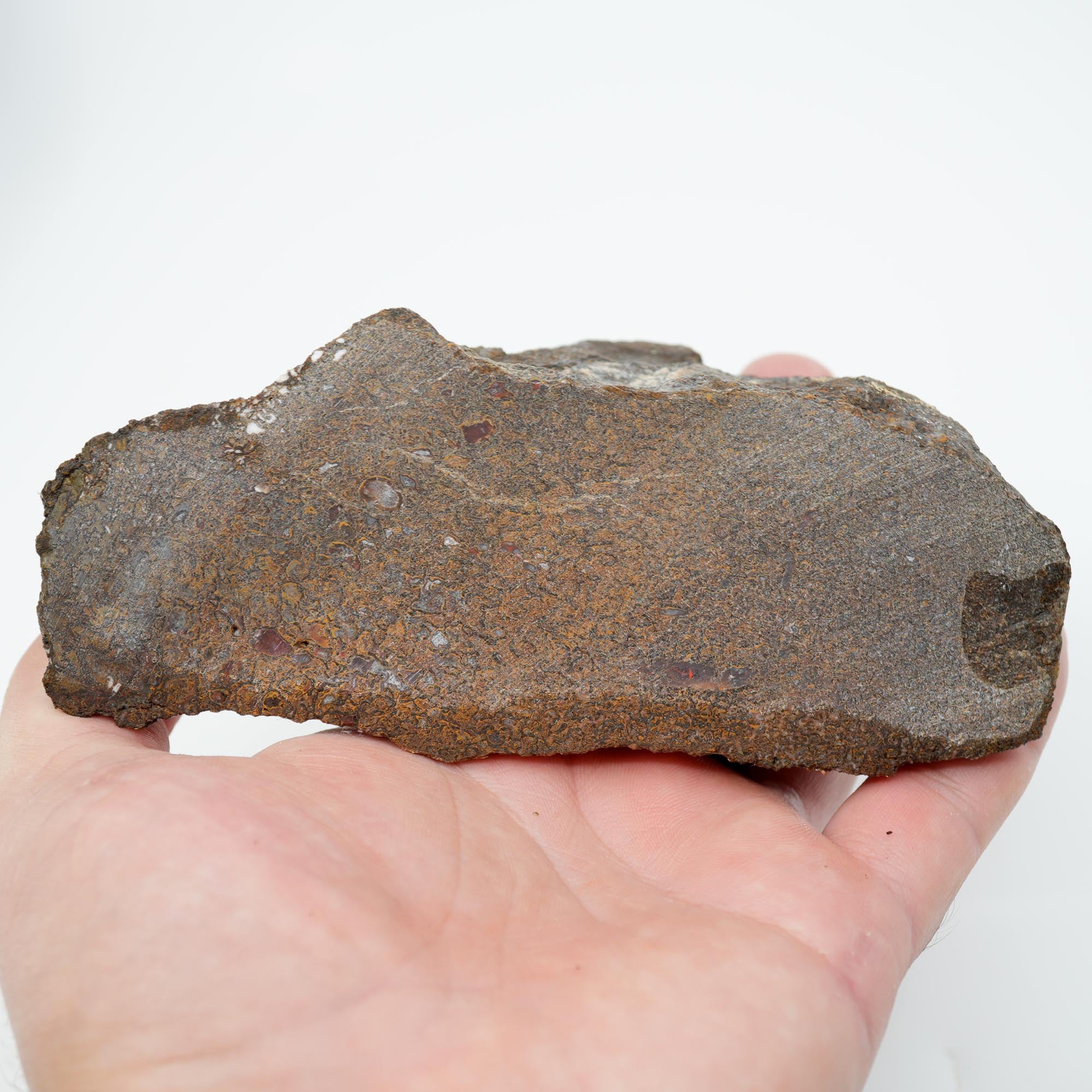 Gem Dinosaur Bone Endcut - Rare Orange Cell Pattern Old Stock