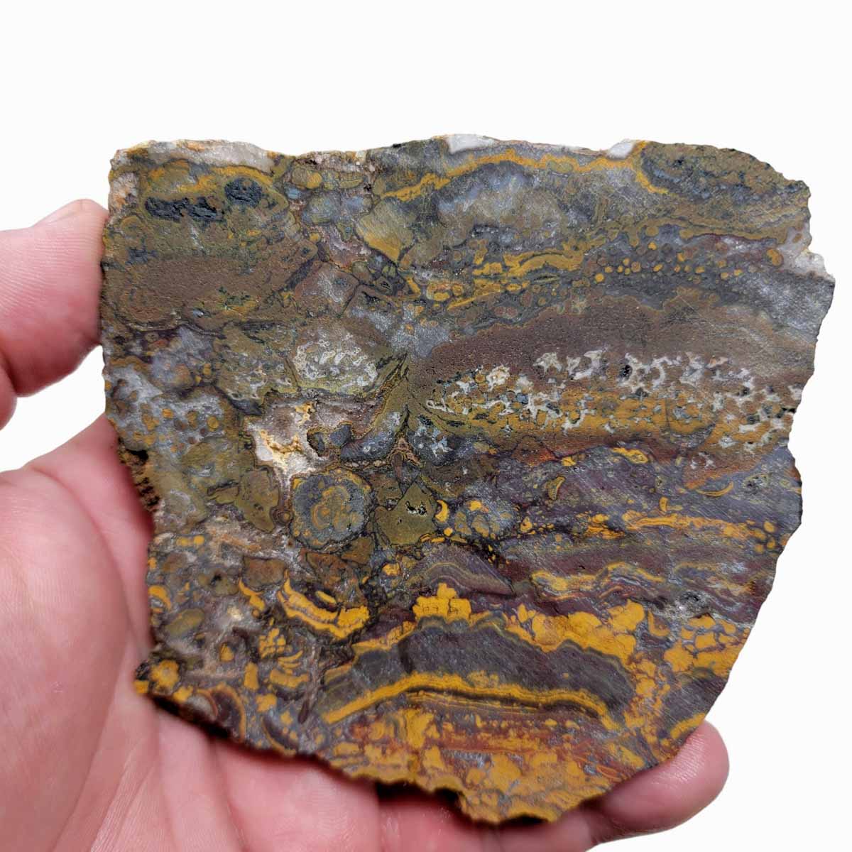 Apple Valley Jasper Slab!  Fossil Stromatolite Slab!