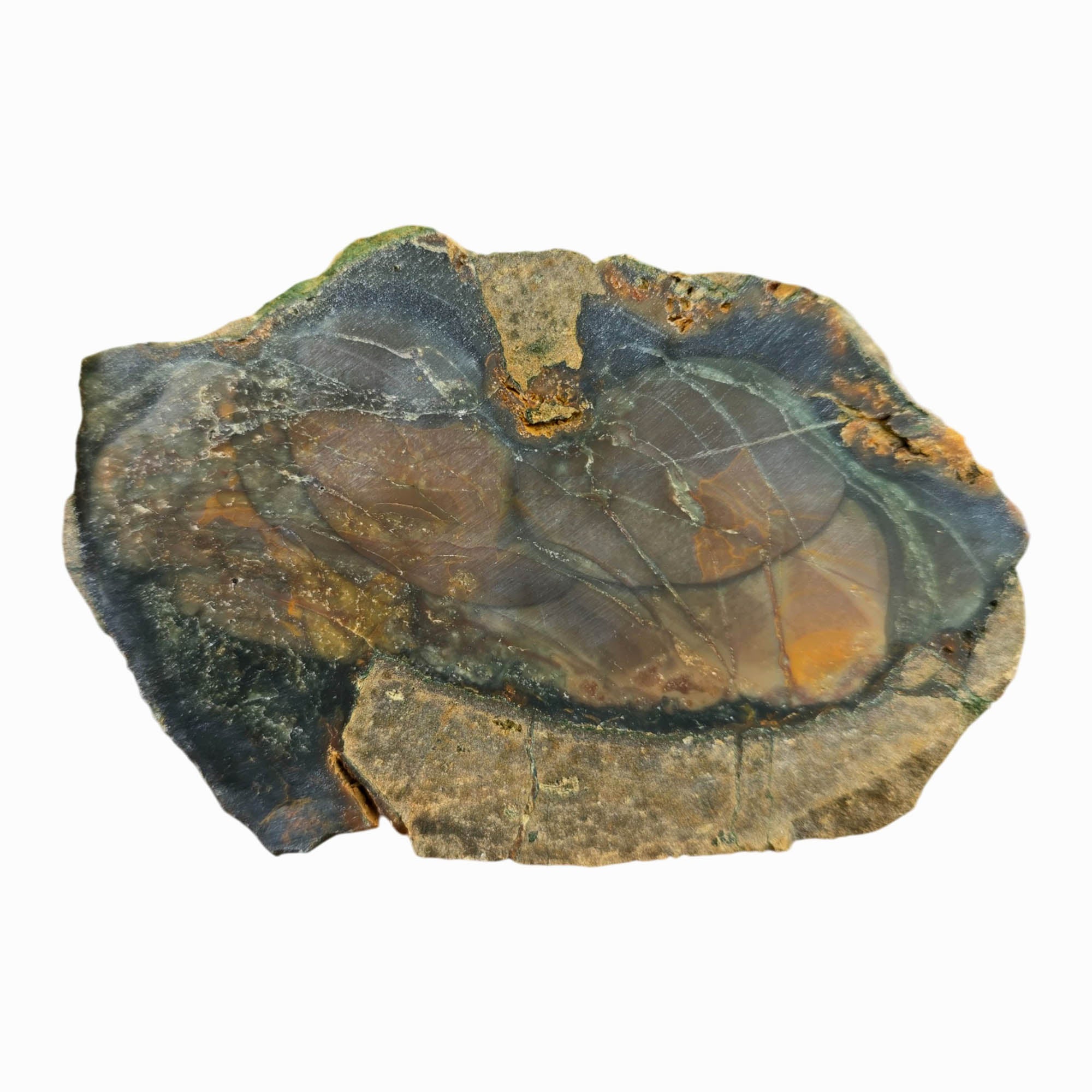 Blue Mountain Jasper Slab Dry – Multiple Orbs Oregon Orbicular #3765-Photo5