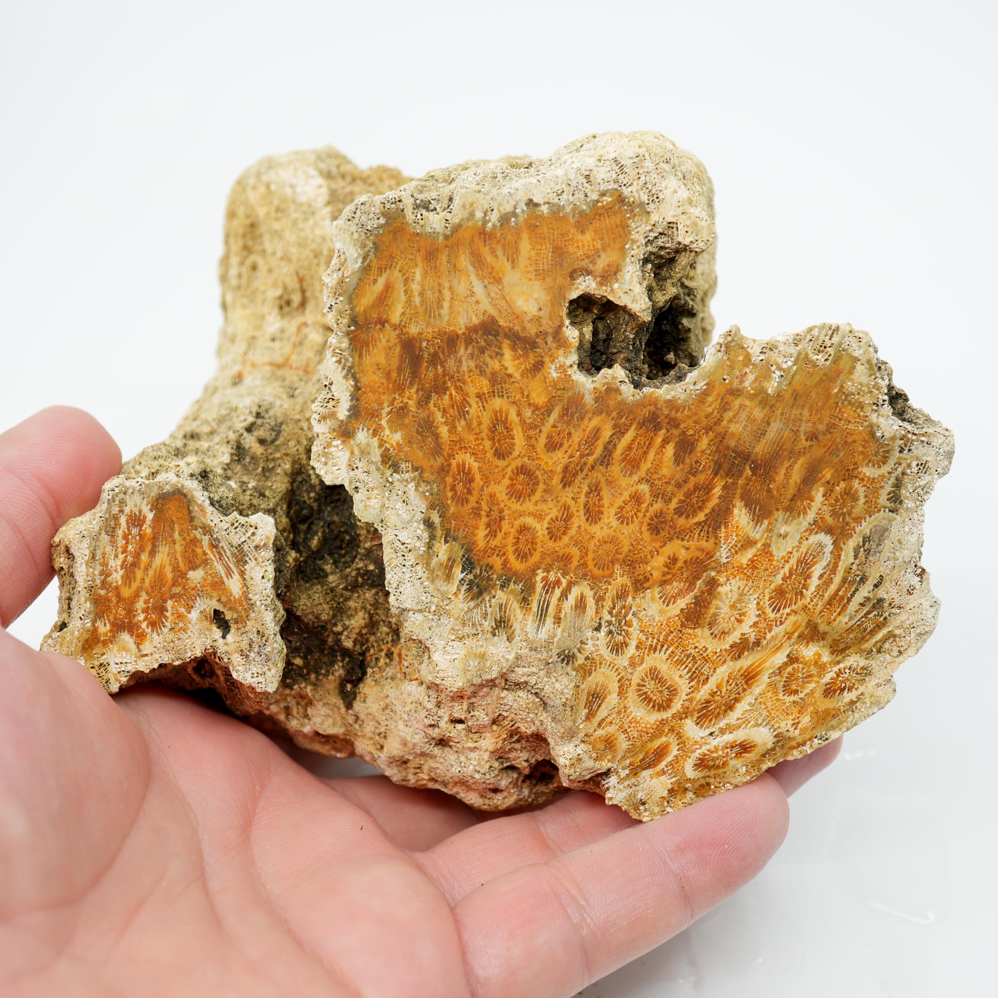 Indonesian Fossil Coral Cut and Proven - Butterscotch Flower Scene