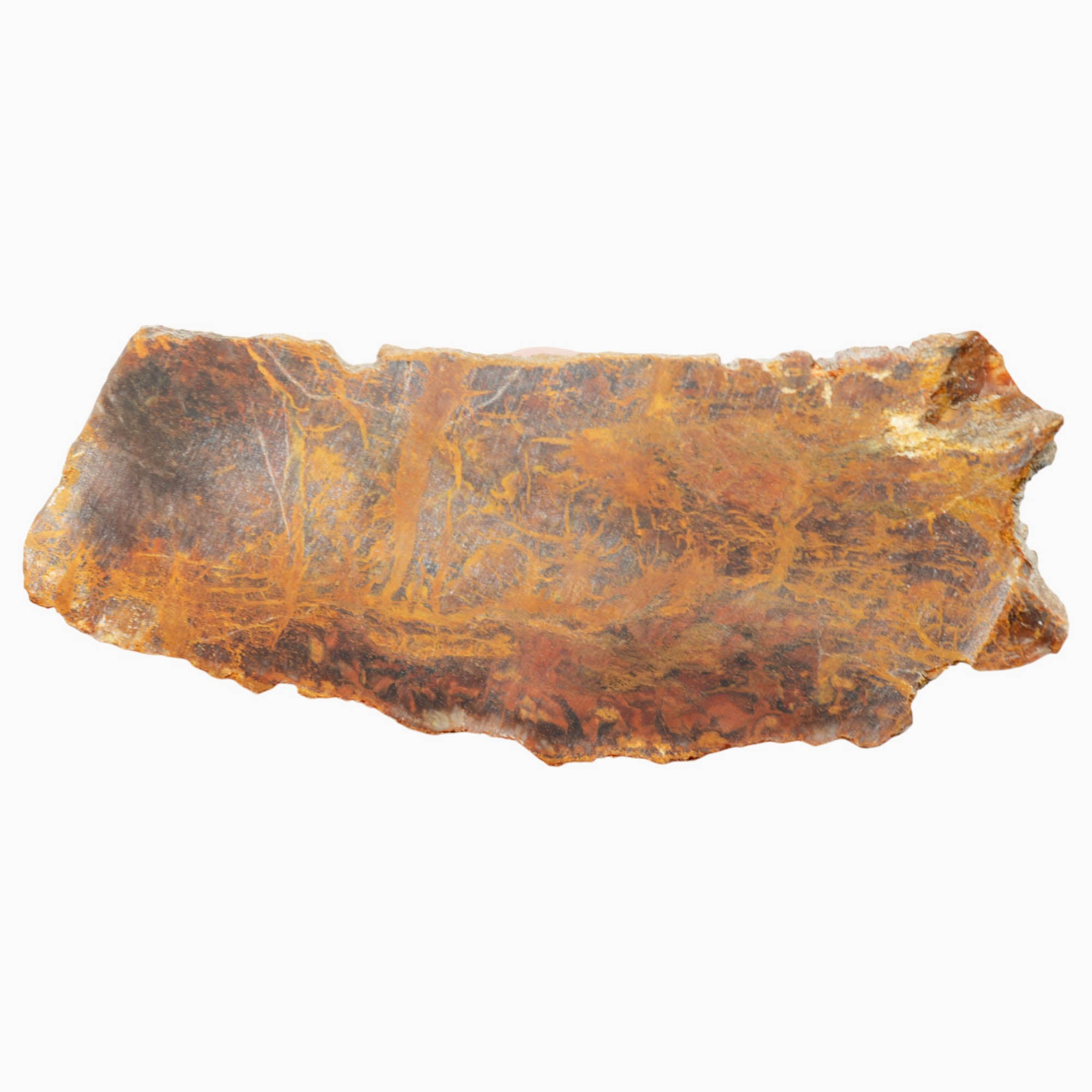 Madagascar Petrified Wood Slab Dry - Orange Lightning Strike Pattern #4028-Photo6