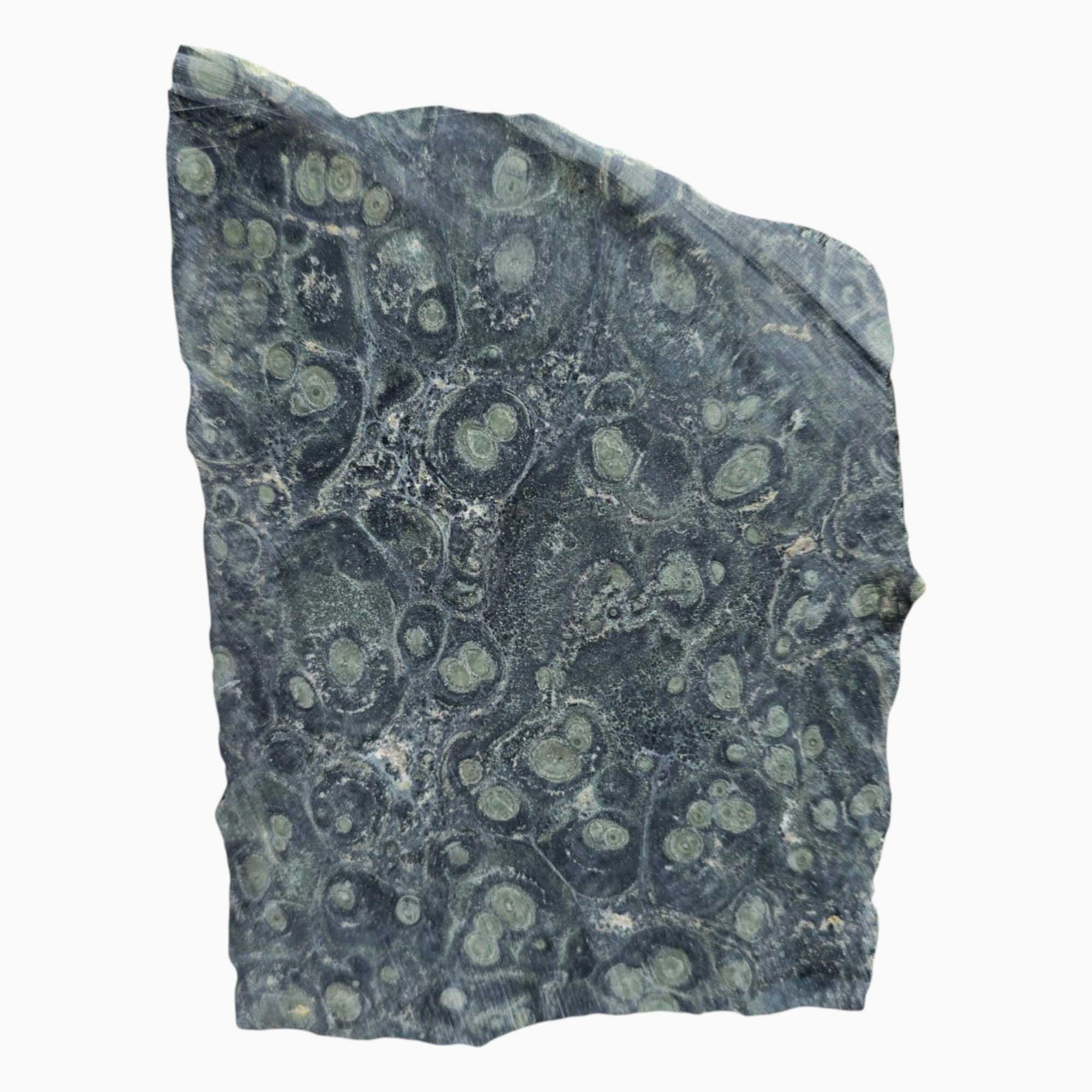 Kambaba Jasper Slab – Orbicular Stromatolite with Cab-Ready Areas