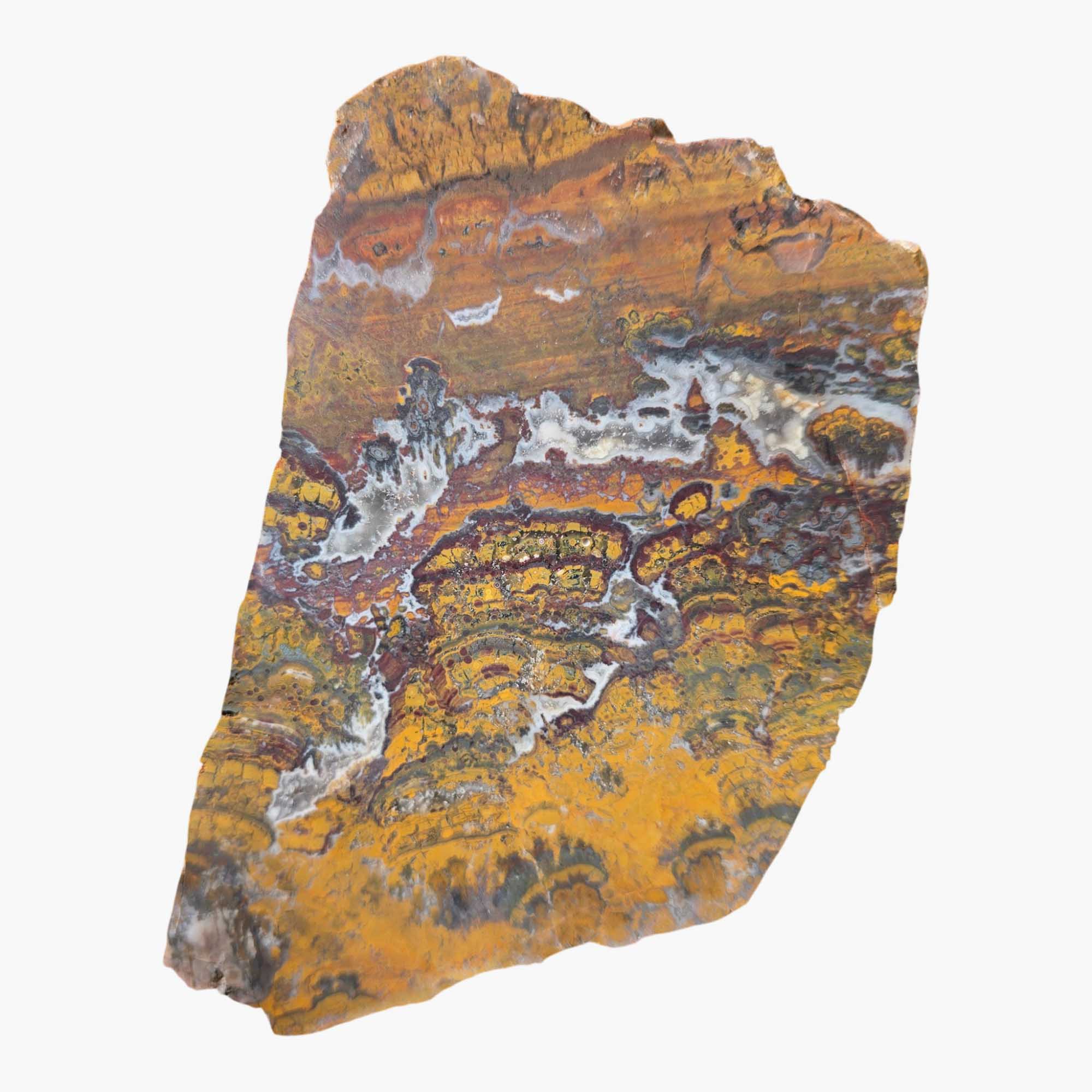 Apple Valley Jasper Slab – Prime Hematite Flowers – Sahara Stromatolite