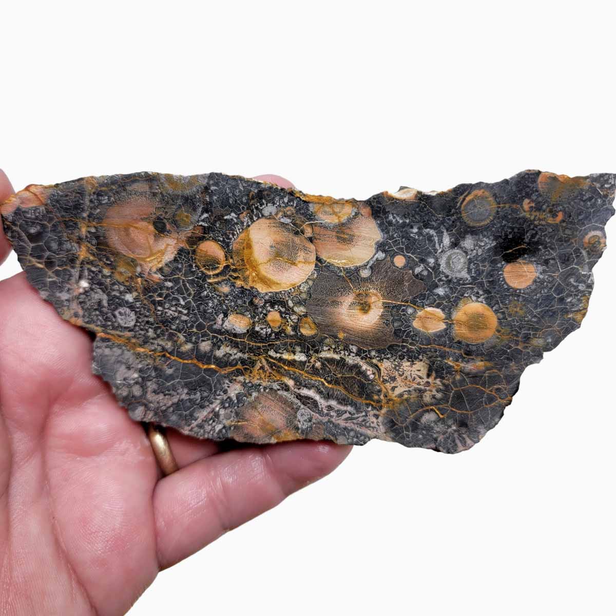 Galaxy Galactica Rhyolite Slab!  Lapidary Stone Slab!