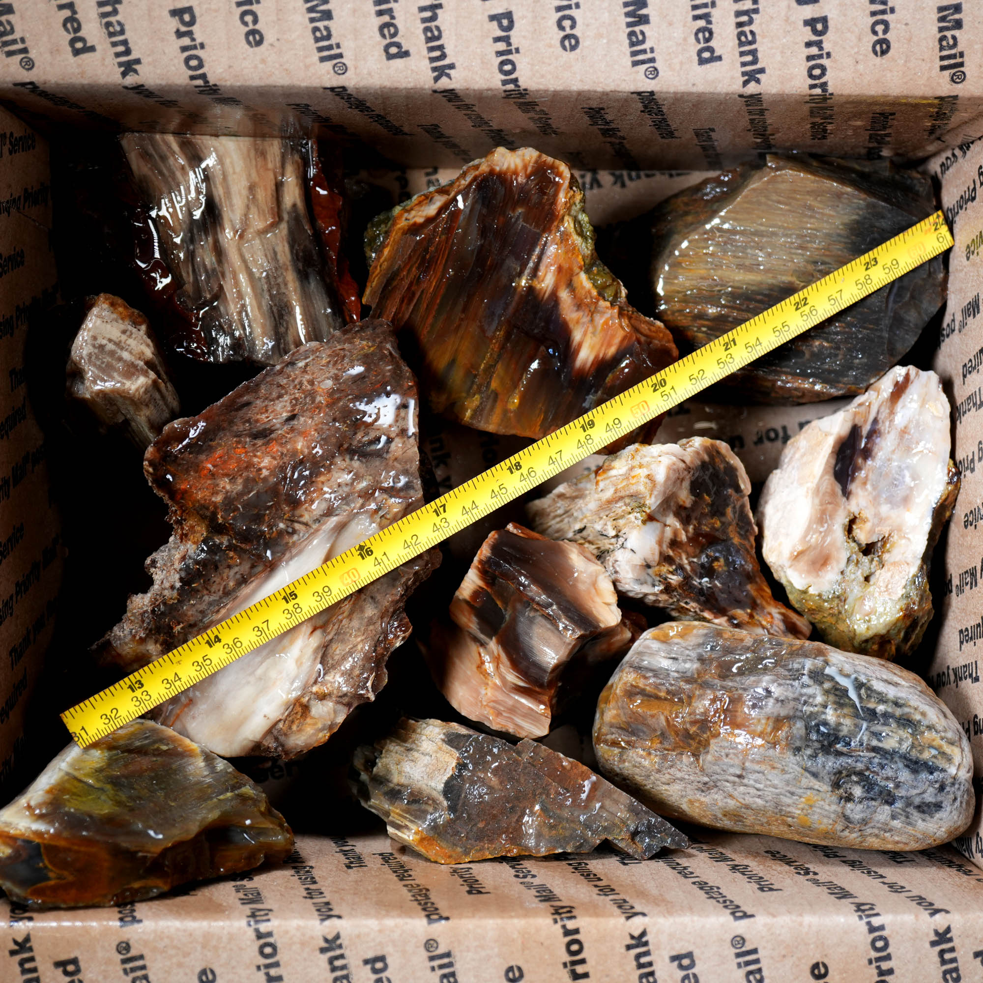Saddle Mountain Petrified Wood Flatrate - Great Pattern and Wood Structure