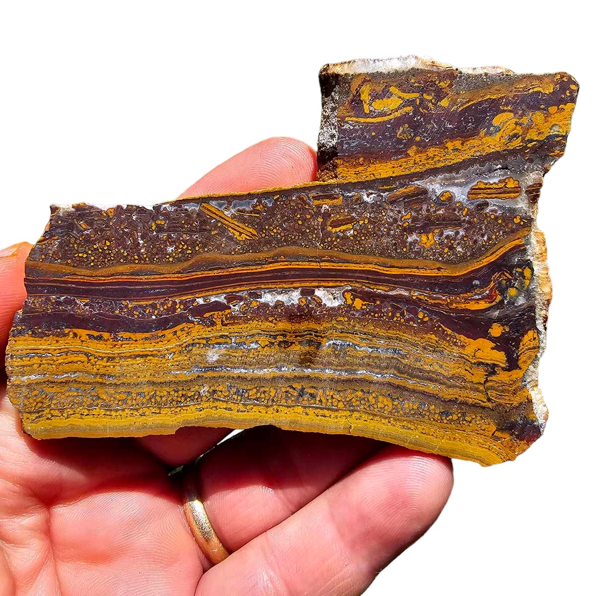 Apple Valley Jasper Slab!  Fossil Stromatolite Slab!