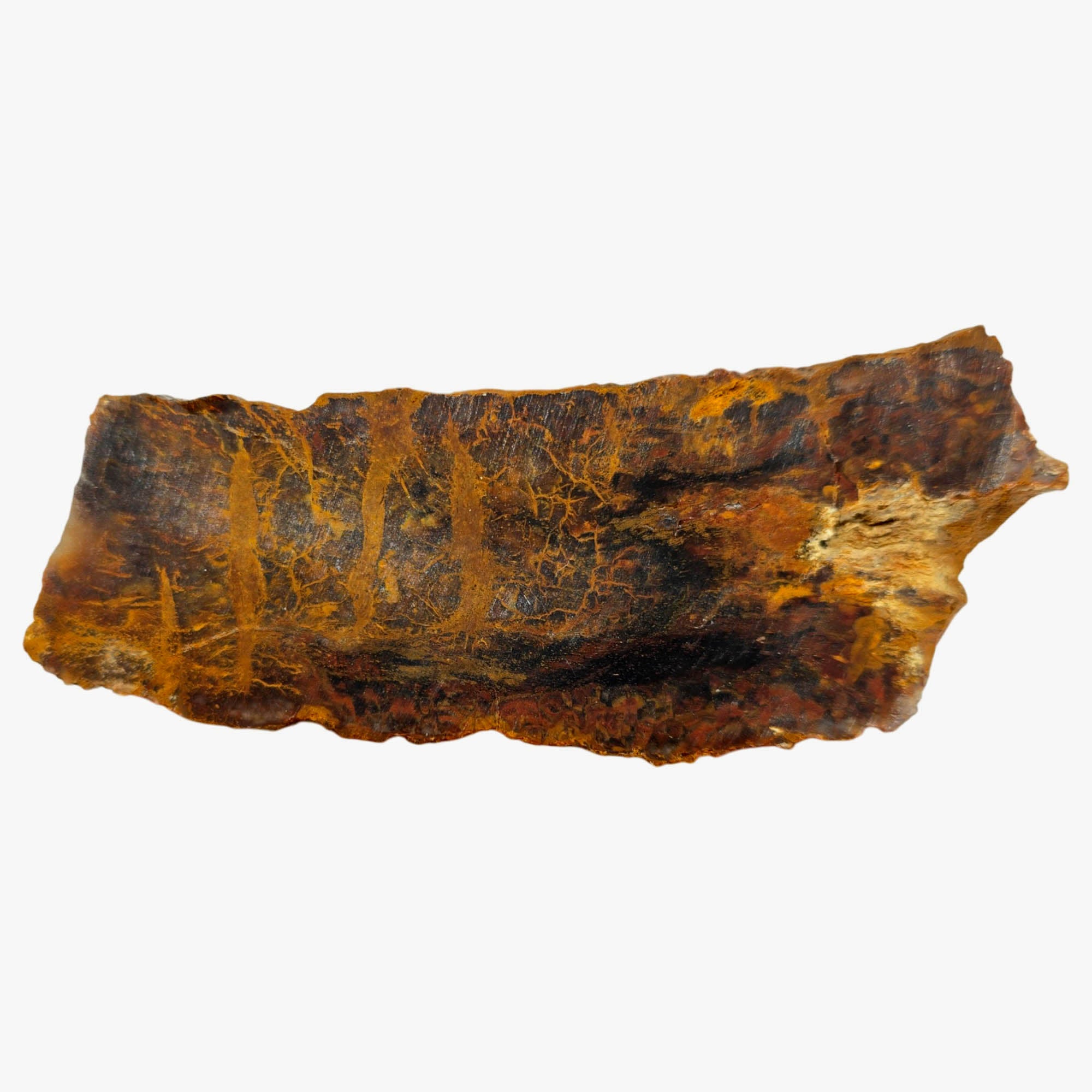 Madagascar Petrified Wood Slab Dry – Plasma Lightning Pattern Triassic #3853-Photo5